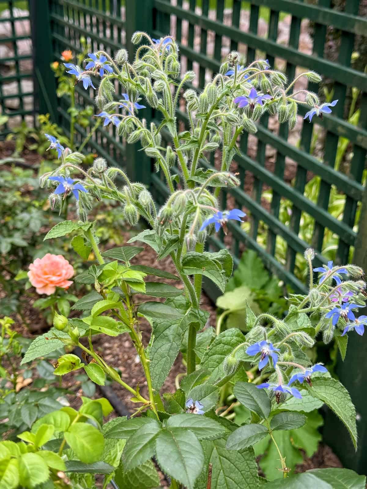 A green garden plant with fuzzy stems and clusters of small blue star-shaped flowers grows near a peach-colored rose, with green trellis fencing in the background.