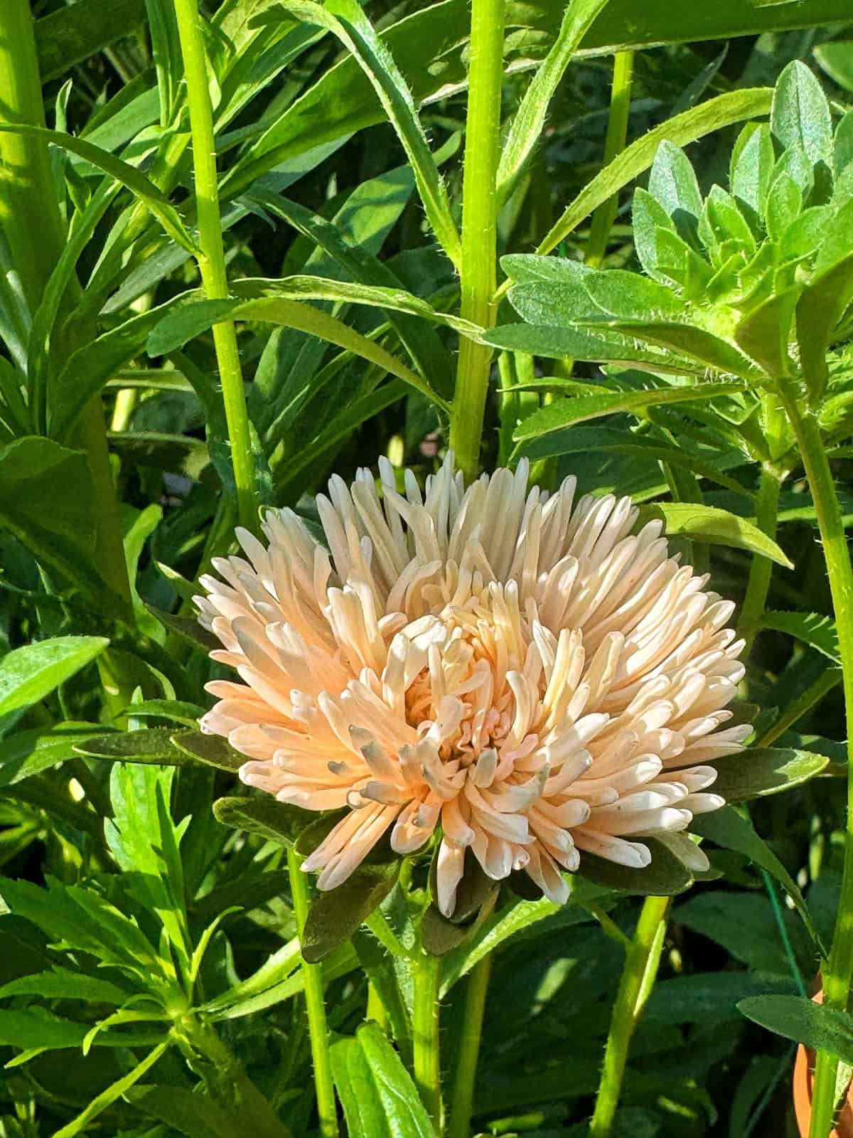 A pale peach-colored aster flower blooms among tall green leaves and stems in bright sunlight.