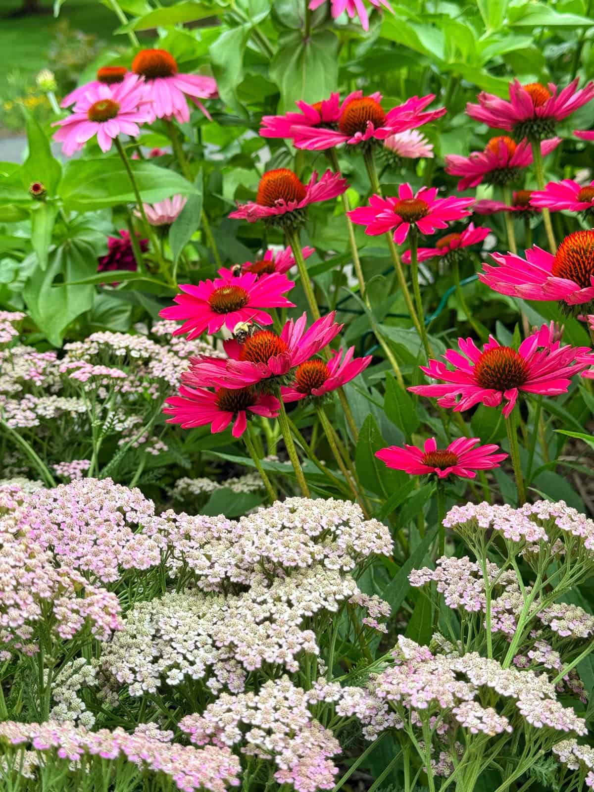 Bright pink coneflowers with orange centers stand tall behind clusters of delicate, pale pink and white yarrow flowers, all surrounded by lush green foliage in a vibrant garden scene.