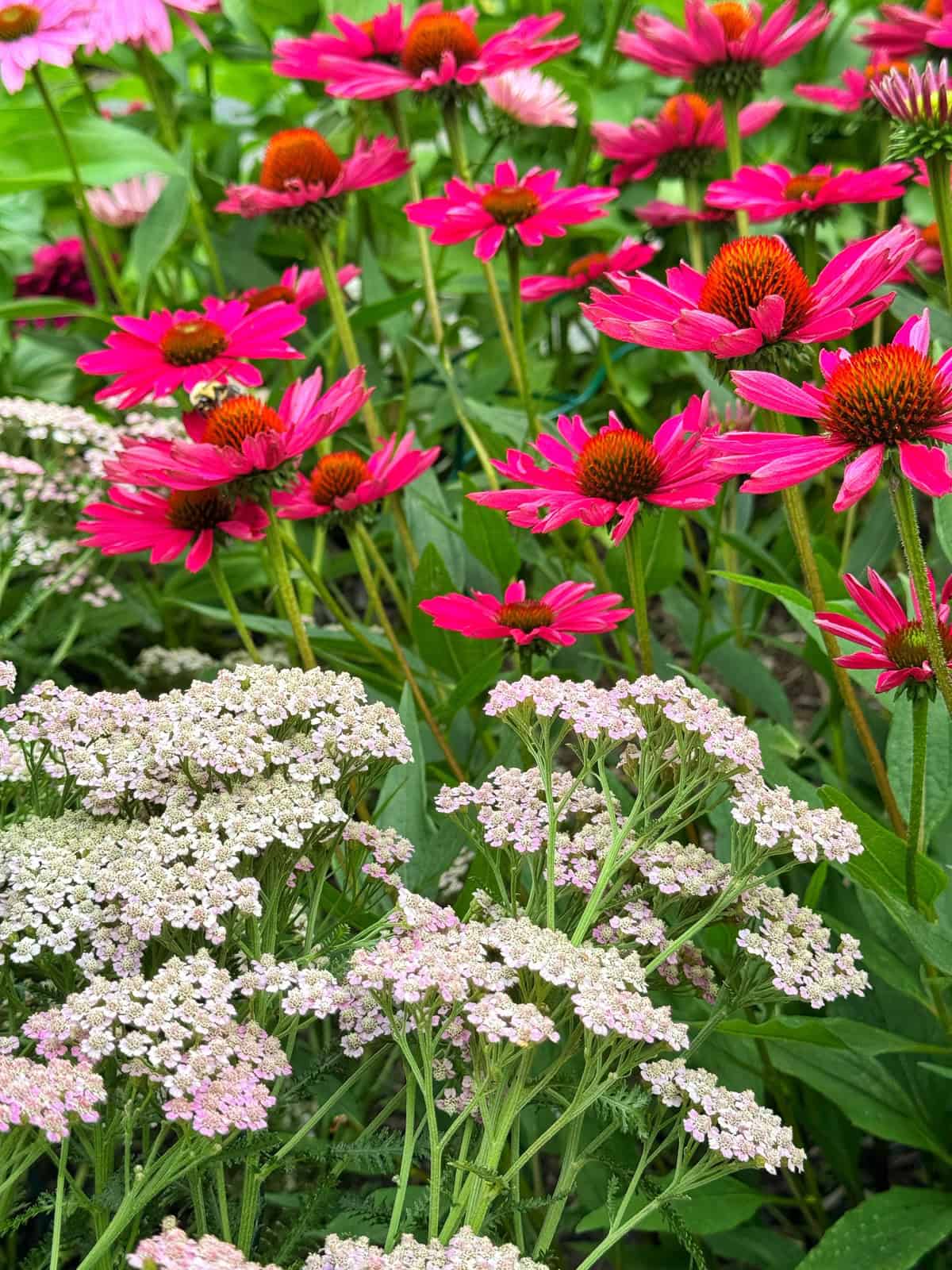 Bright pink coneflowers with orange centers stand tall behind clusters of delicate, pale white and pink yarrow flowers, all surrounded by lush green leaves in a vibrant garden scene.