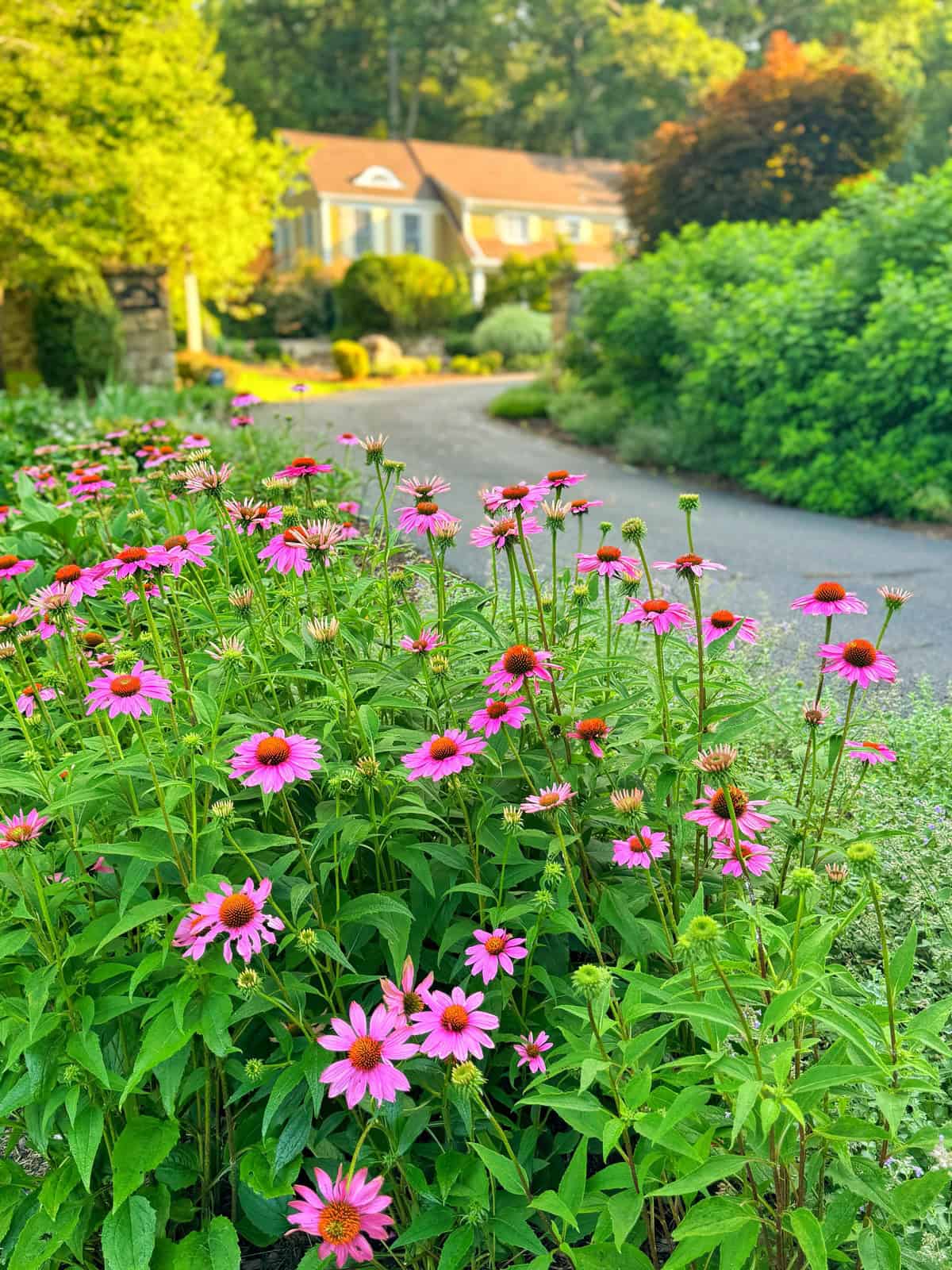 A vibrant patch of purple coneflowers grows beside a paved path, with a house featuring a red roof and well-kept garden visible in the sunlit background, surrounded by lush green foliage.