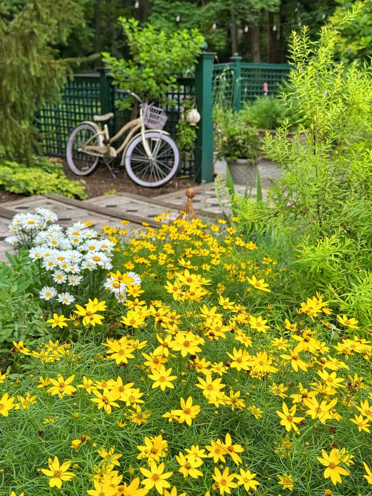 A garden with vibrant yellow and white flowers in the foreground, a white bicycle with a basket leaning against a green trellis, and lush greenery surrounding the scene on a cloudy day.