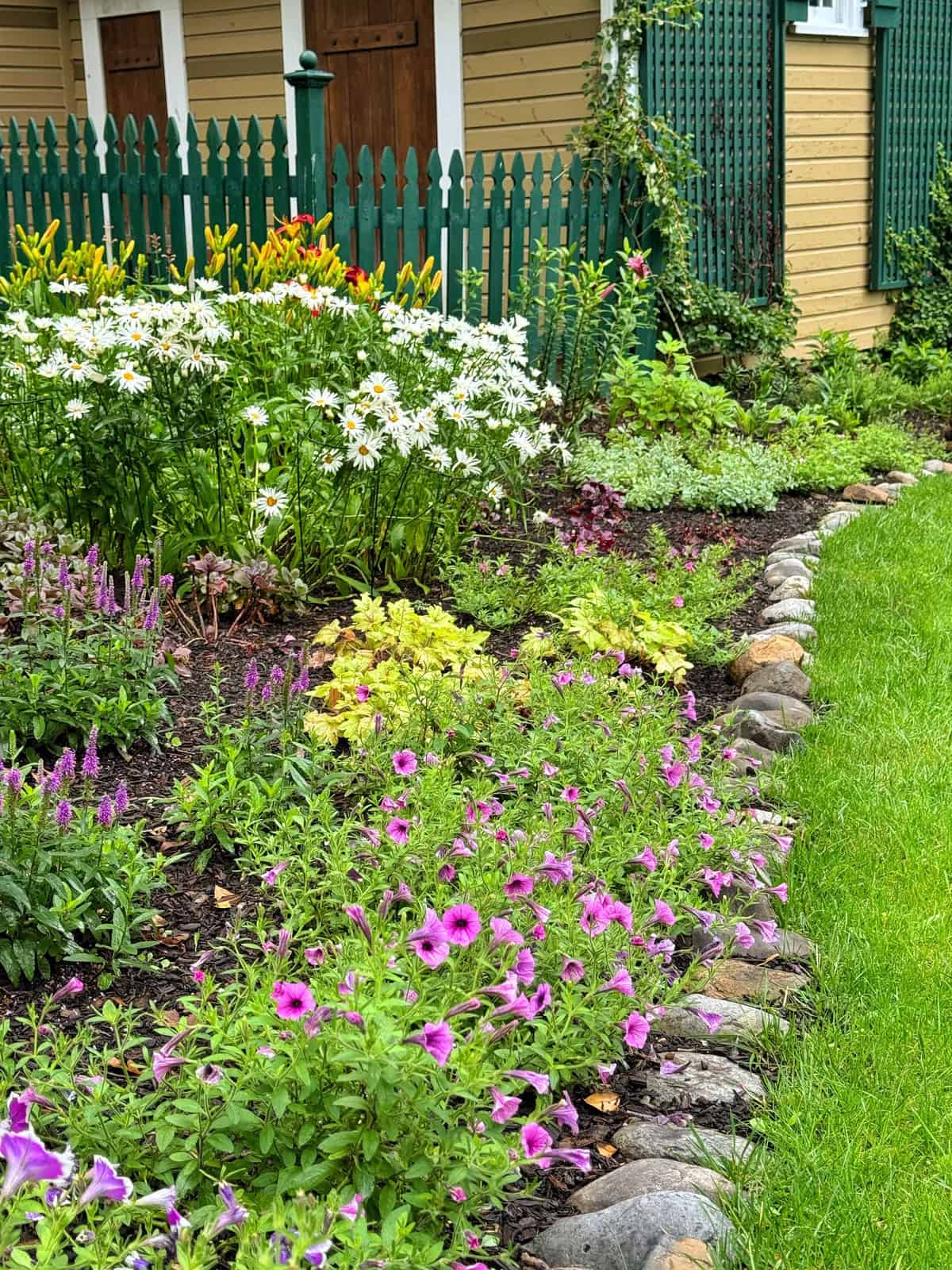 A colorful garden with blooming flowers, including purple petunias and white daisies, bordered by stones next to a green lawn, with a green picket fence and a yellow house in the background.