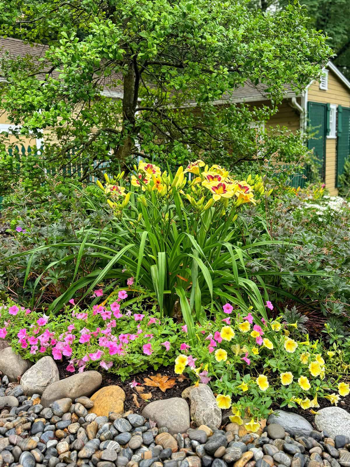 A vibrant garden with blooming yellow and purple lilies, pink and yellow flowers, leafy shrubs, and smooth river rocks in the foreground. A tree and a house with green shutters are visible in the background.