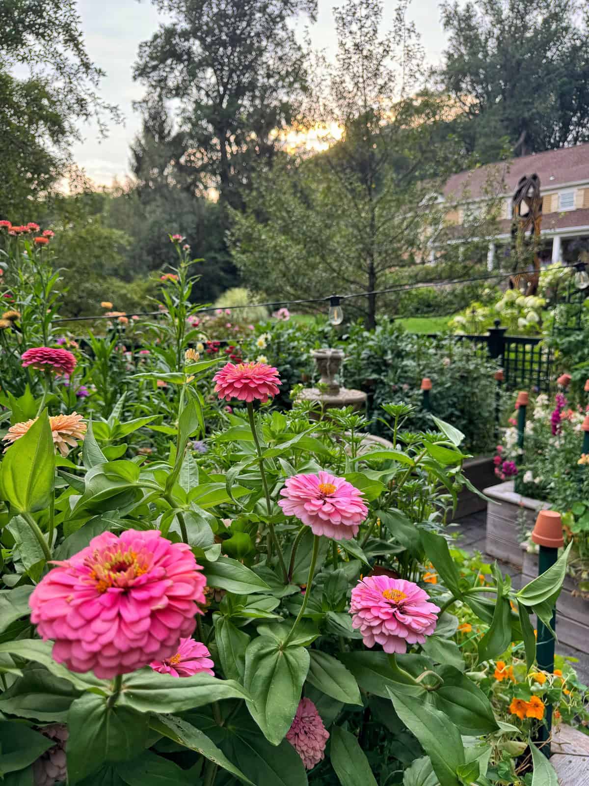 A vibrant garden with blooming pink flowers in the foreground, lush green plants, and a house partially visible in the background, all under a cloudy sky with the sun setting behind tall trees.