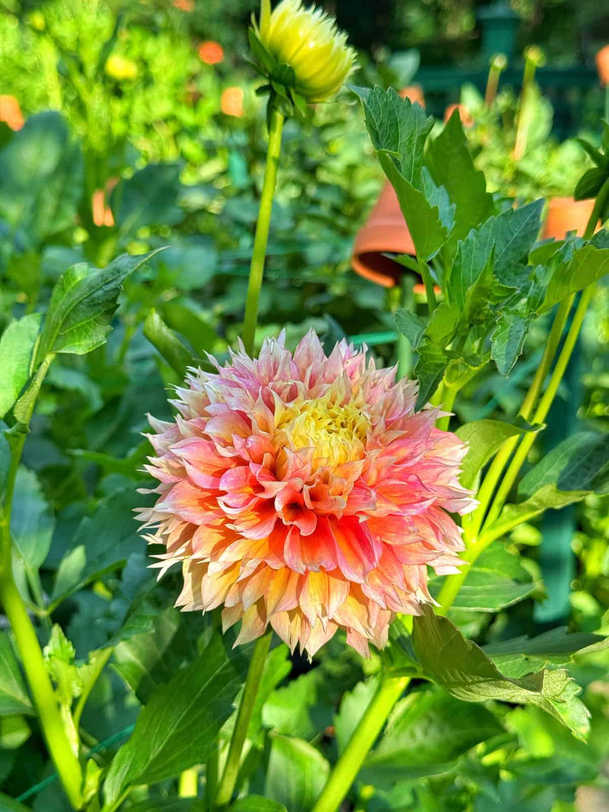 A pink and yellow dahlia flower blooms among green leaves, with a closed flower bud and blurred terracotta pots in the sunny garden background.