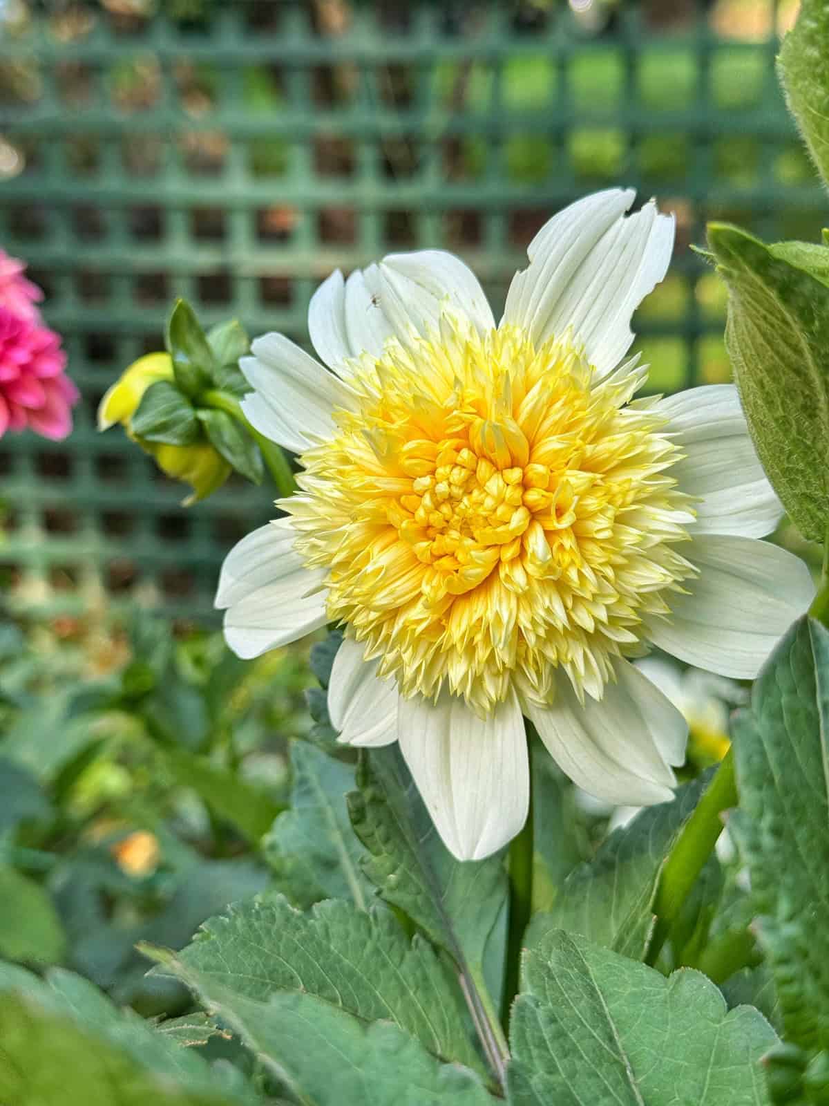 A close-up of a white and yellow dahlia flower with layered petals, surrounded by green leaves. A lattice fence and blurred flowers are visible in the background.