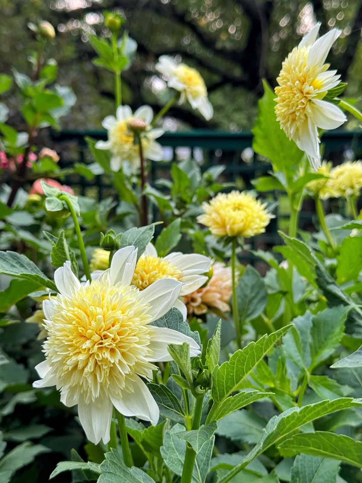 Yellow and white dahlias bloom among green leaves, with more flowers and blurred trees visible in the background, creating a lush garden scene.