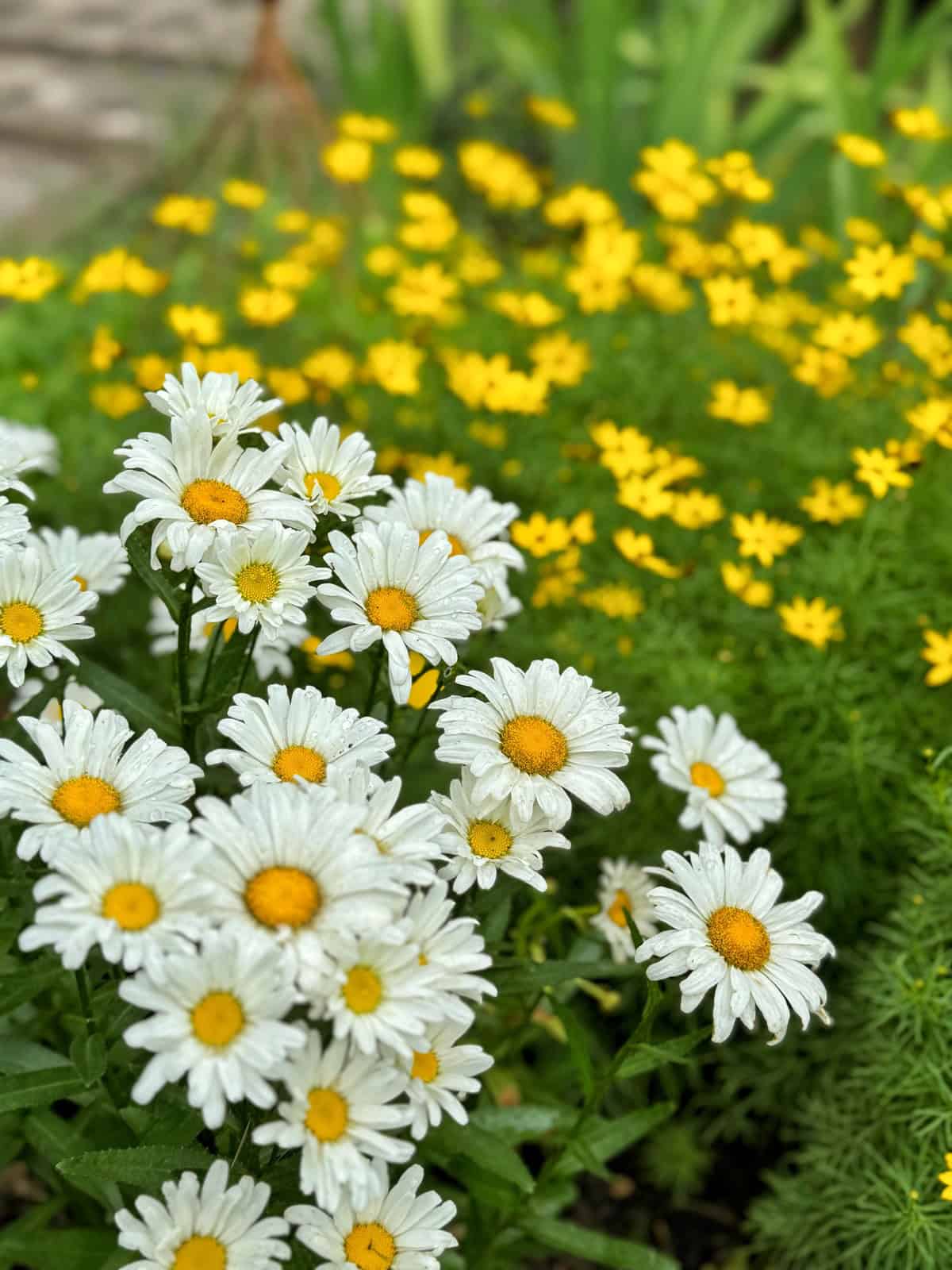 A cluster of white daisies with yellow centers in the foreground, set against a background of small yellow flowers and green foliage.