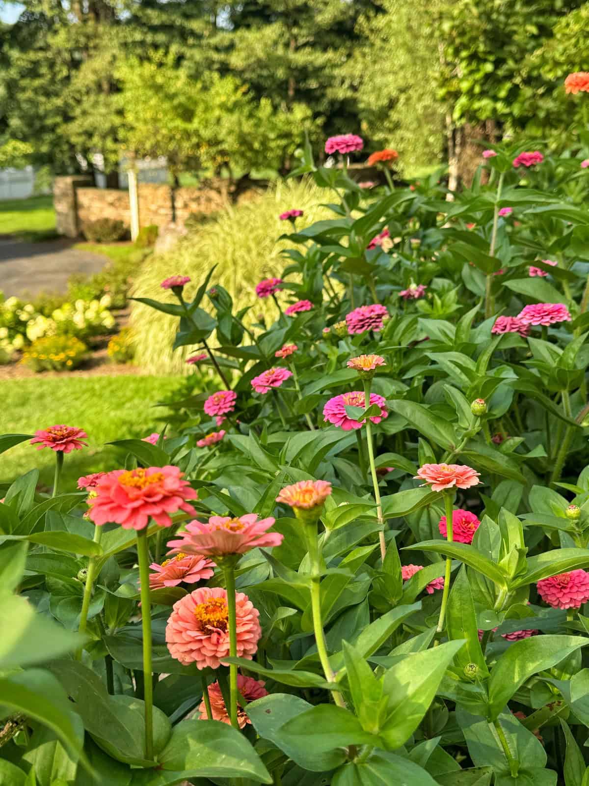 Bright pink and orange zinnias in full bloom stretch along a lush garden bed, with green leaves and blurred trees, grass, and a stone wall visible in the sunlit background.