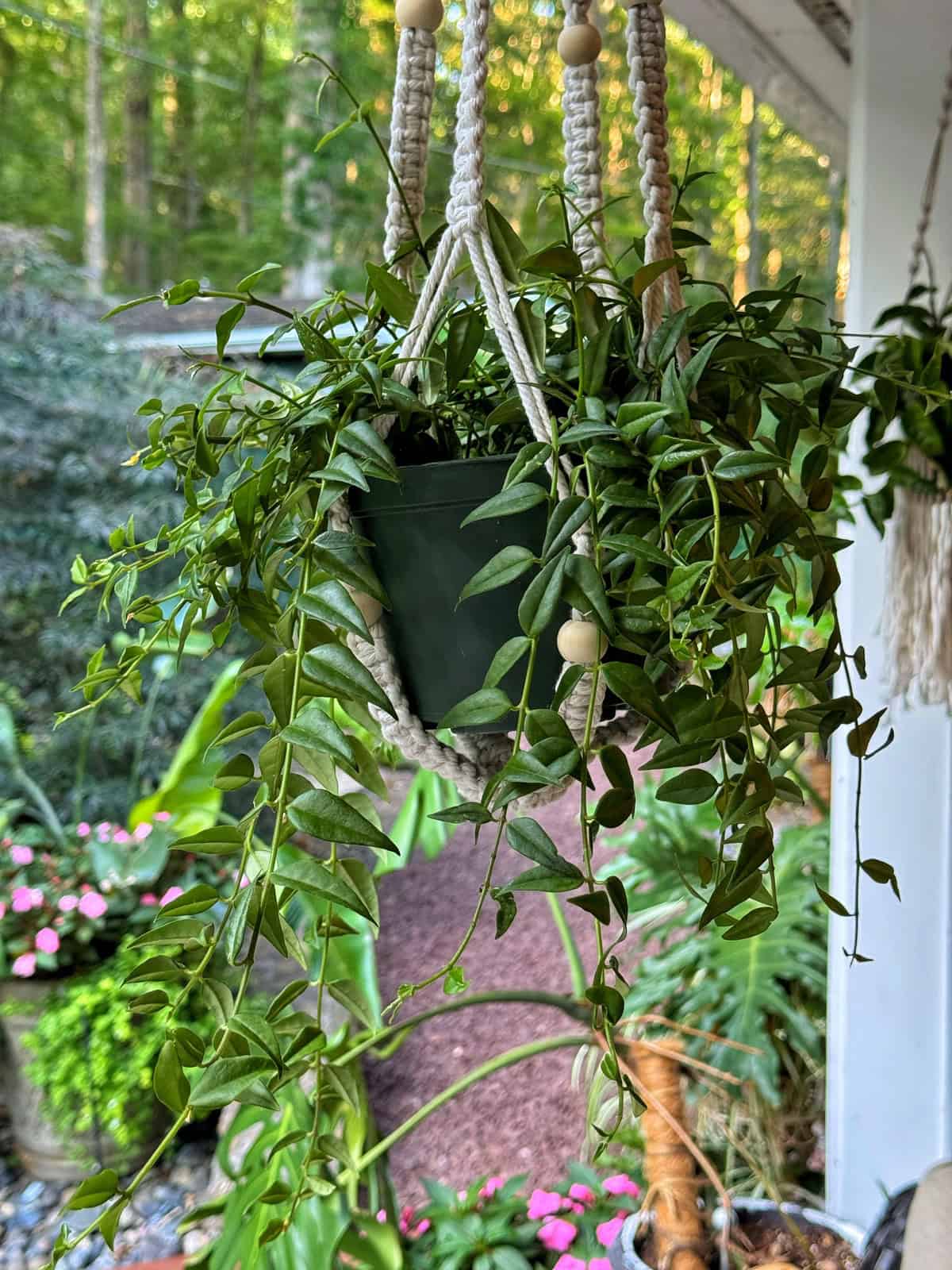 A green hanging hoya plant in a macrame holder is displayed on a porch, surrounded by lush outdoor plants and flowers, with a forested background visible.