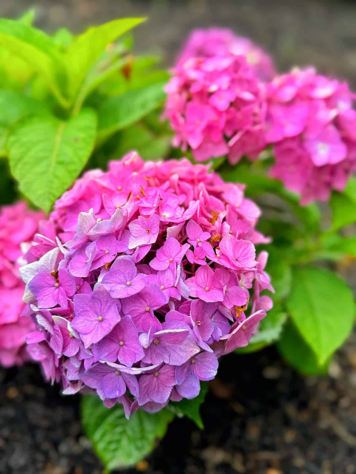 Close-up of vibrant pink and purple hydrangea flowers in bloom, surrounded by green leaves and dark soil in the background.