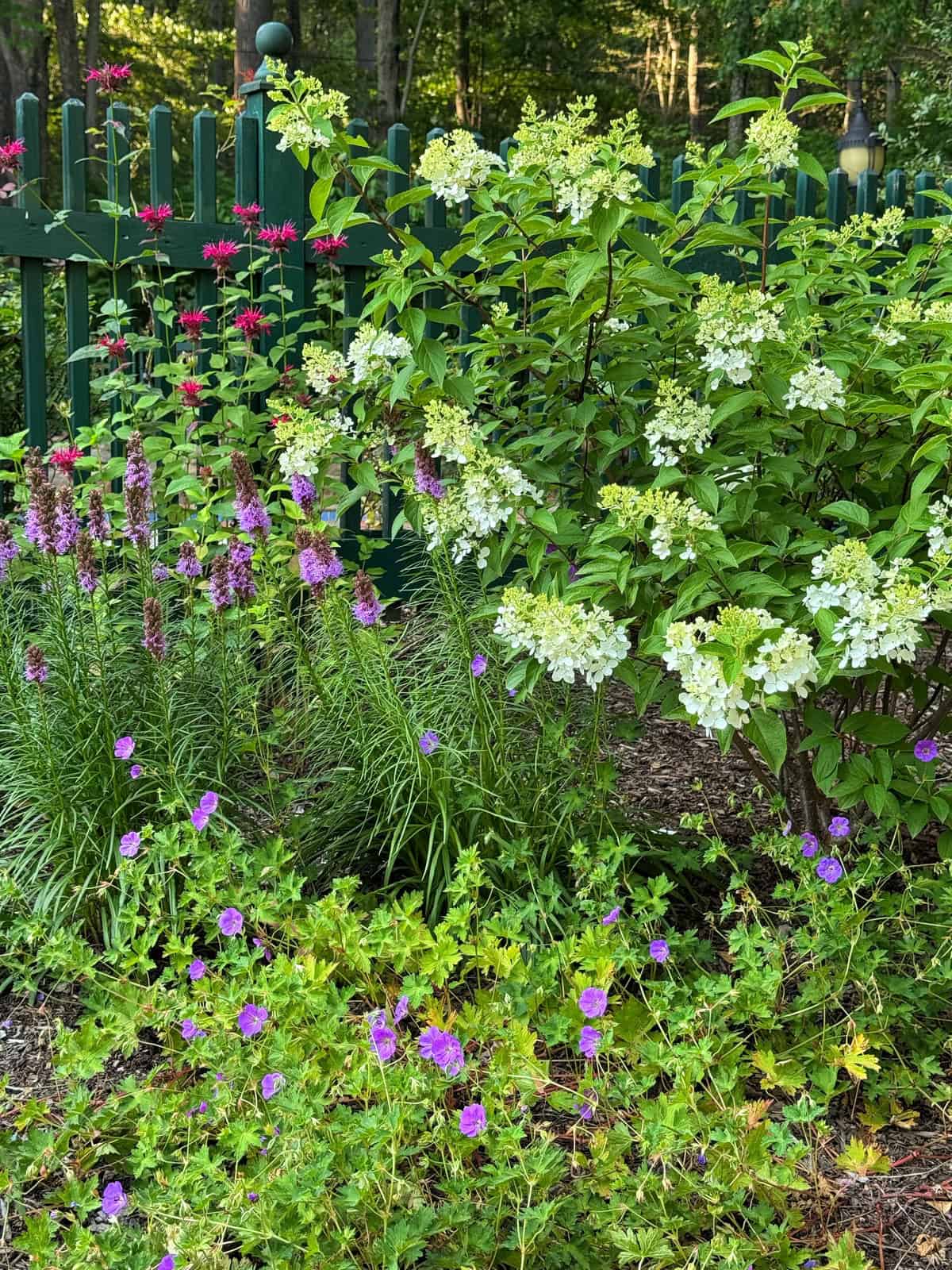 Colorful garden with blooming flowers, including clusters of white, purple, and reddish-pink blossoms. Lush green leaves and stems fill the scene, with a green fence and trees in the background.