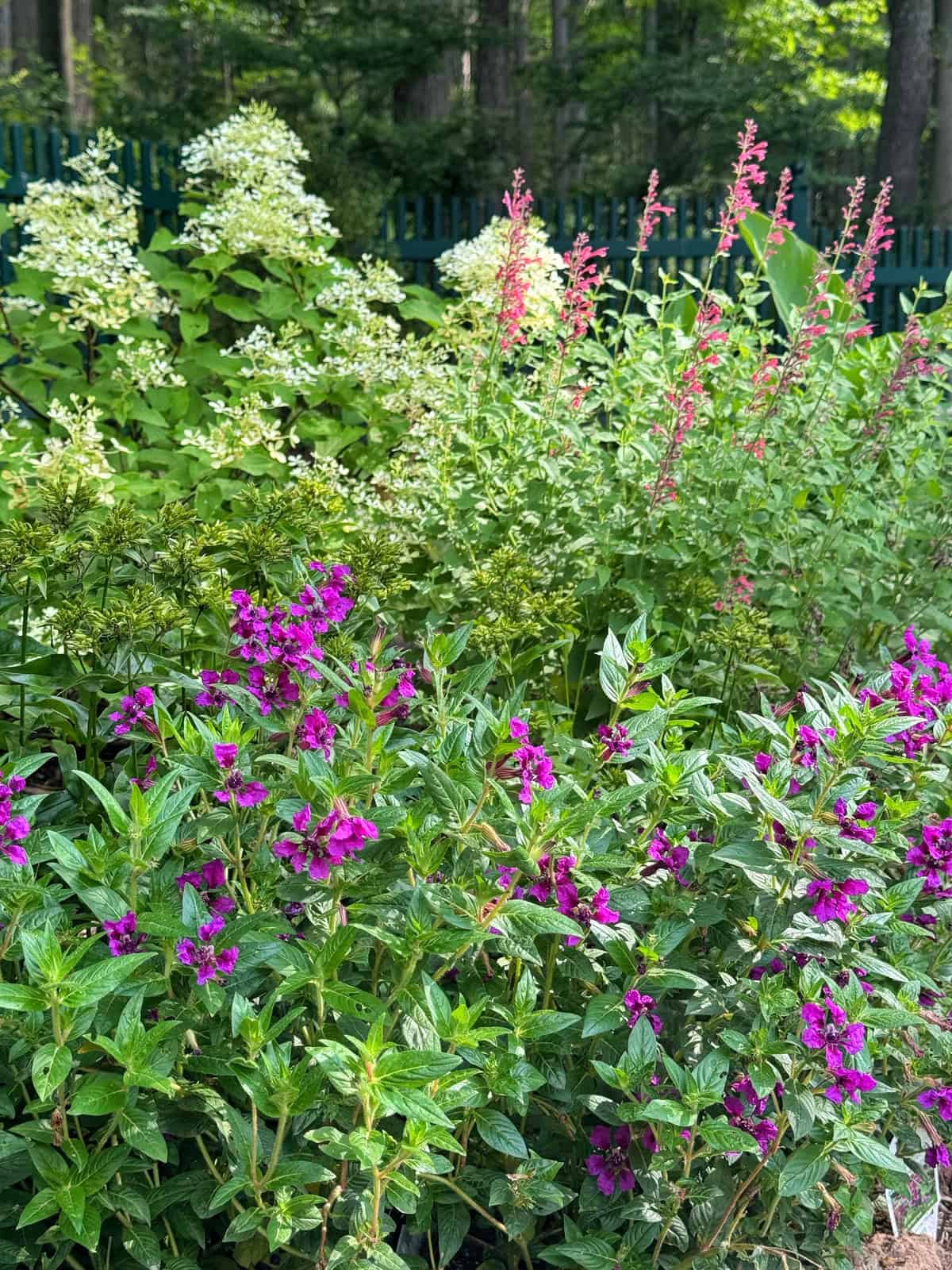 A garden bed with clusters of vibrant purple flowers in the foreground, pink flowers and white hydrangea blooms in the background, all surrounded by lush green foliage.