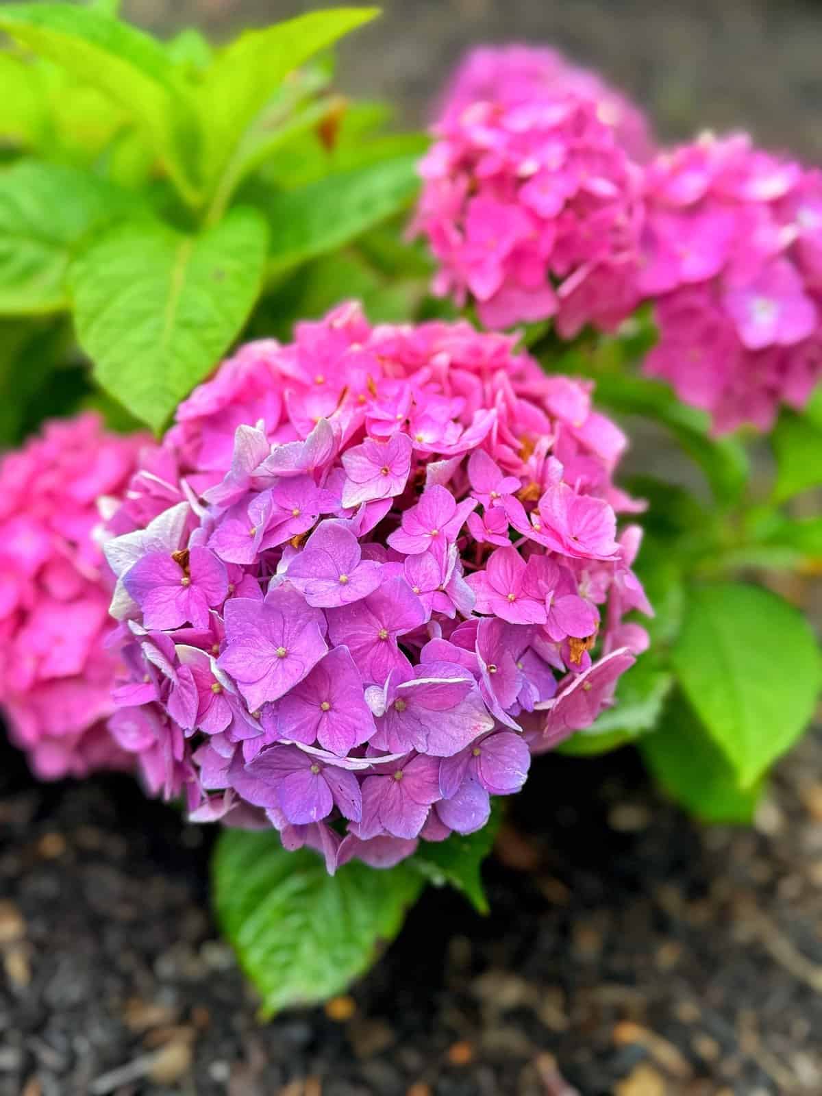 A close-up of a vibrant pink and purple hydrangea flower in full bloom, surrounded by green leaves and set against a blurred background of soil and more hydrangeas.