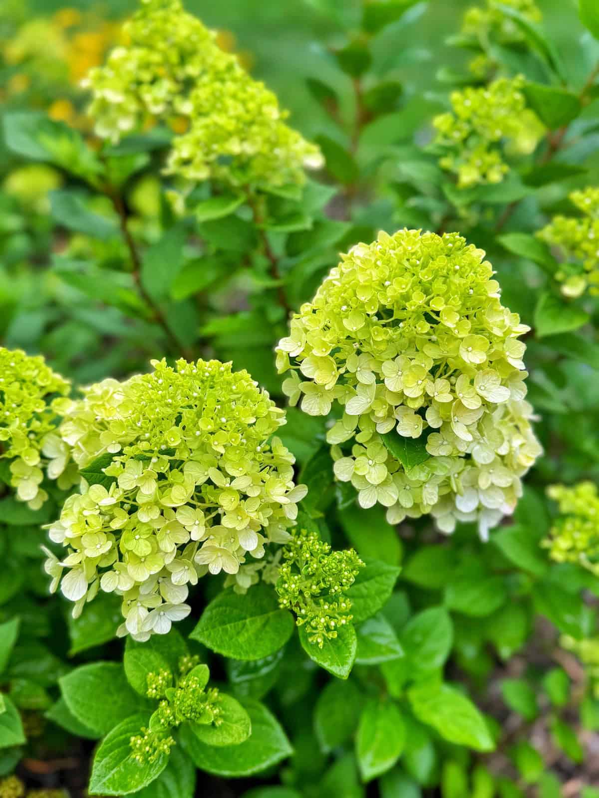 Close-up of light green hydrangea flowers in bloom, surrounded by lush green leaves and blurred greenery in the background.
