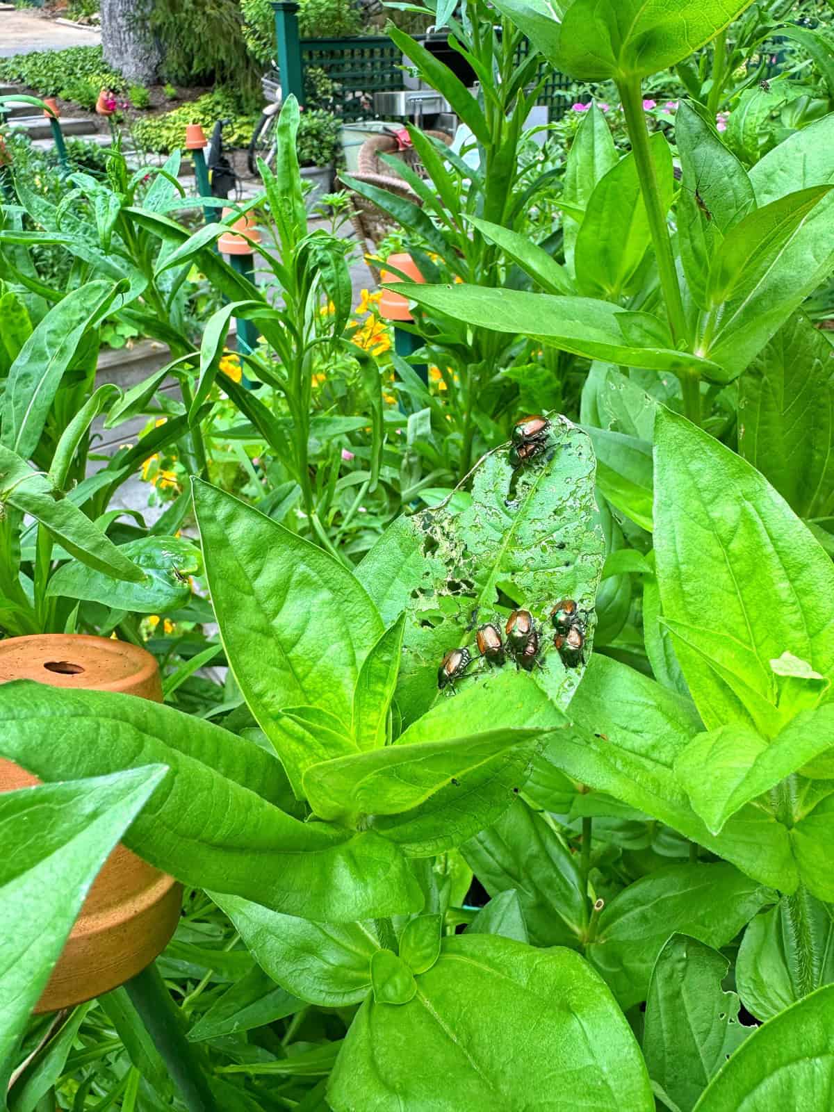 How I Control Japanese Beetles Naturally in My Garden | Bricks 'n