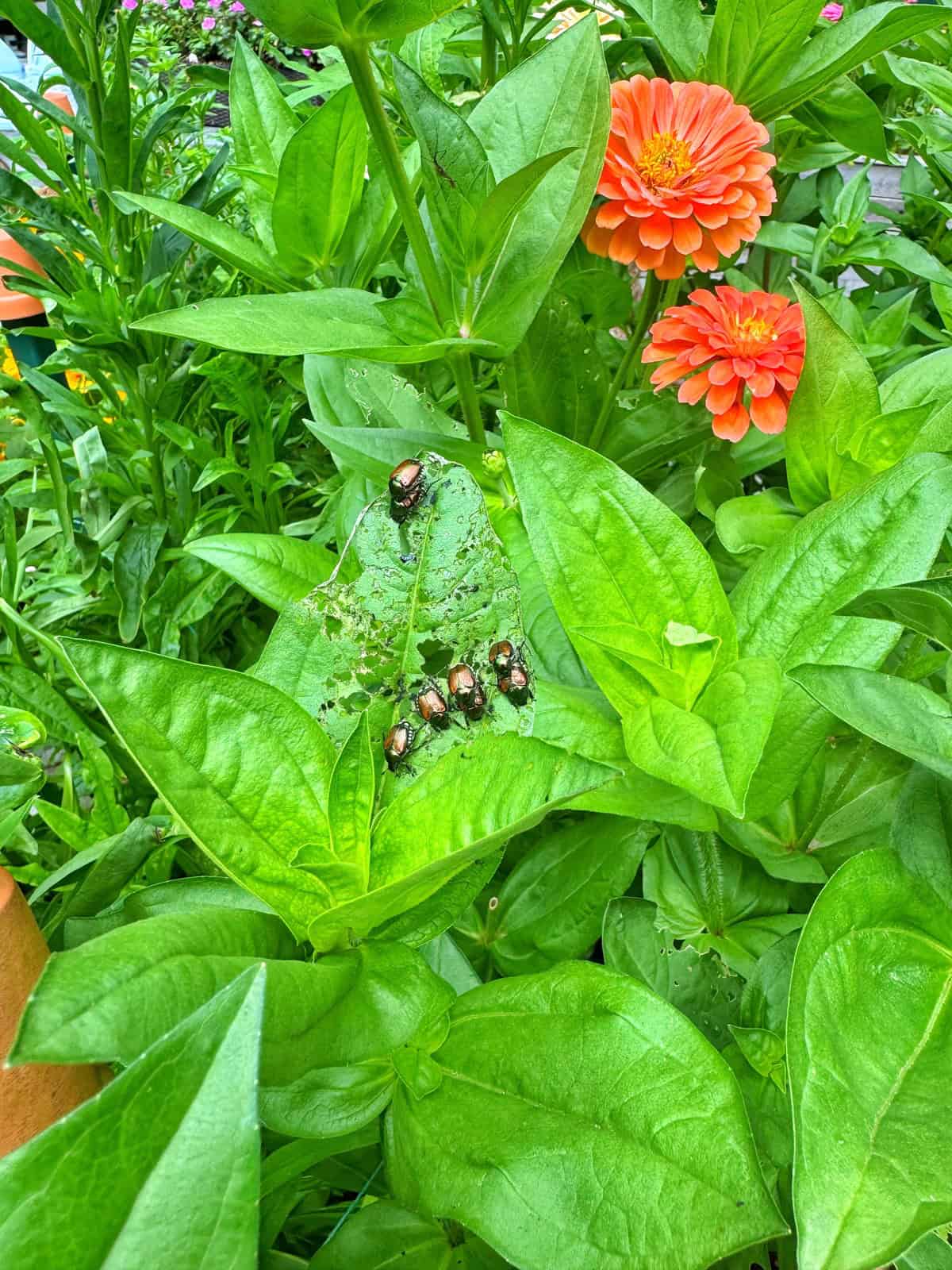 Several Japanese beetles are clustered on a large green leaf, which shows signs of damage, surrounded by lush foliage and bright orange zinnia flowers in a garden setting.