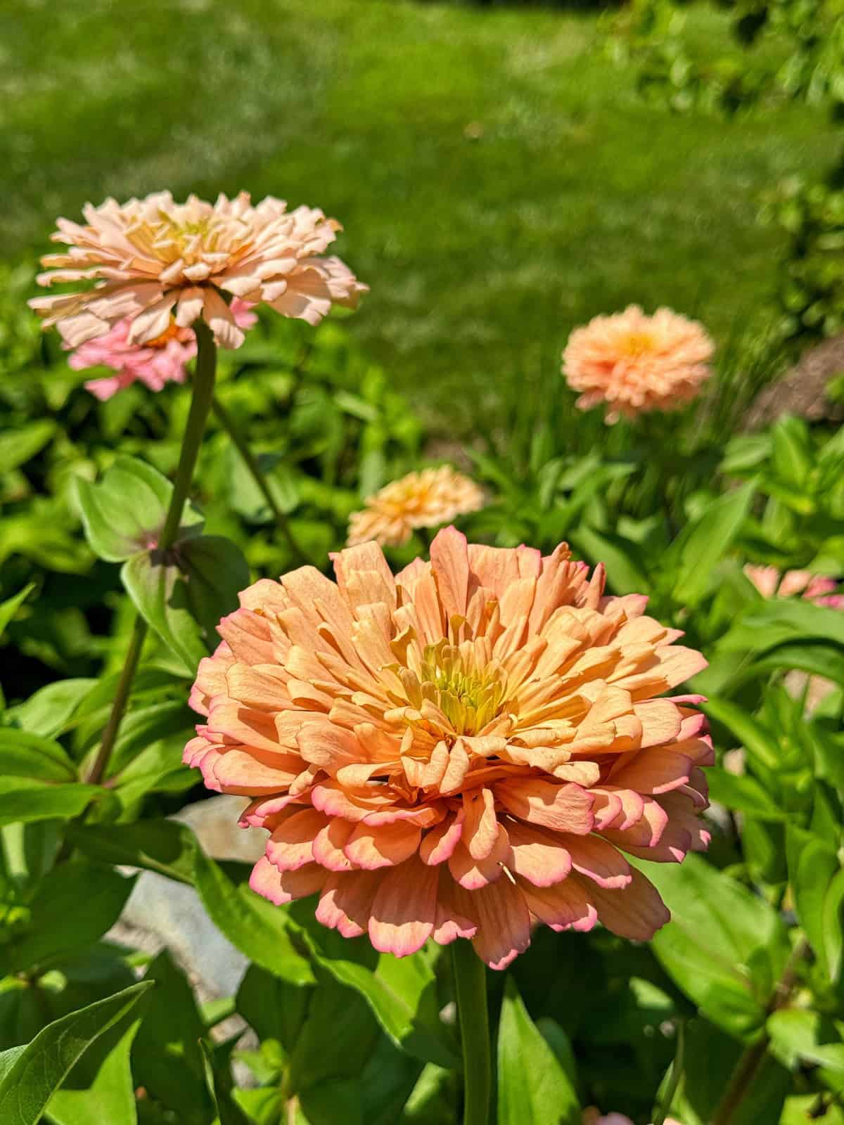 Close-up of peach-colored zinnia flowers with pink-tipped petals in a garden, surrounded by green leaves and grass, brightly lit by sunlight.