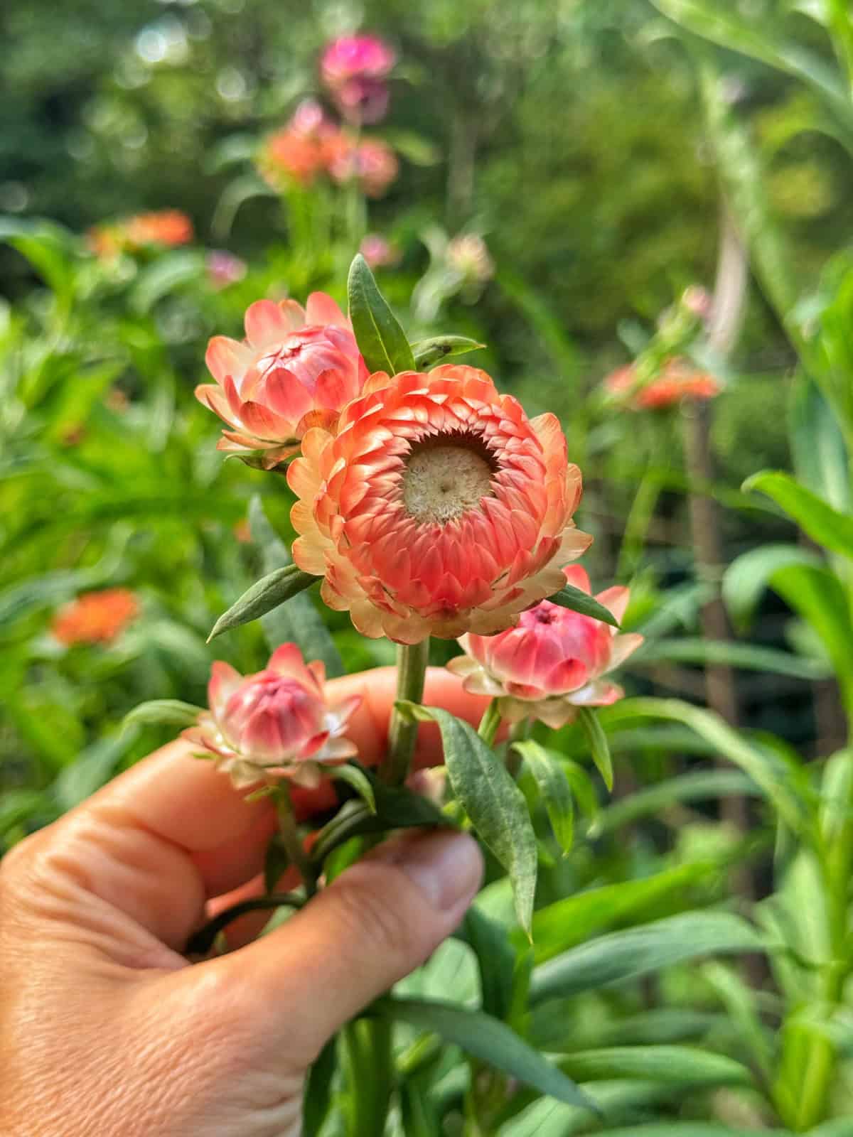 A hand gently holds the stem of a cluster of pink and orange strawflowers surrounded by green leaves, with more flowers and foliage blurred in the background.