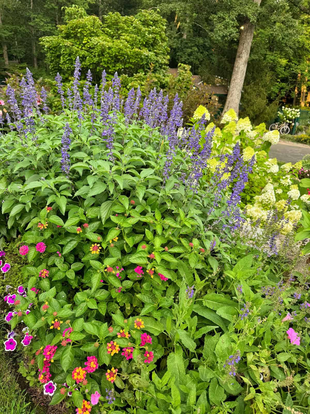 A vibrant garden features tall purple flowers surrounded by clusters of bright pink, orange, and yellow blooms, with green foliage and trees in the background. A road and a bicycle are visible in the distance.