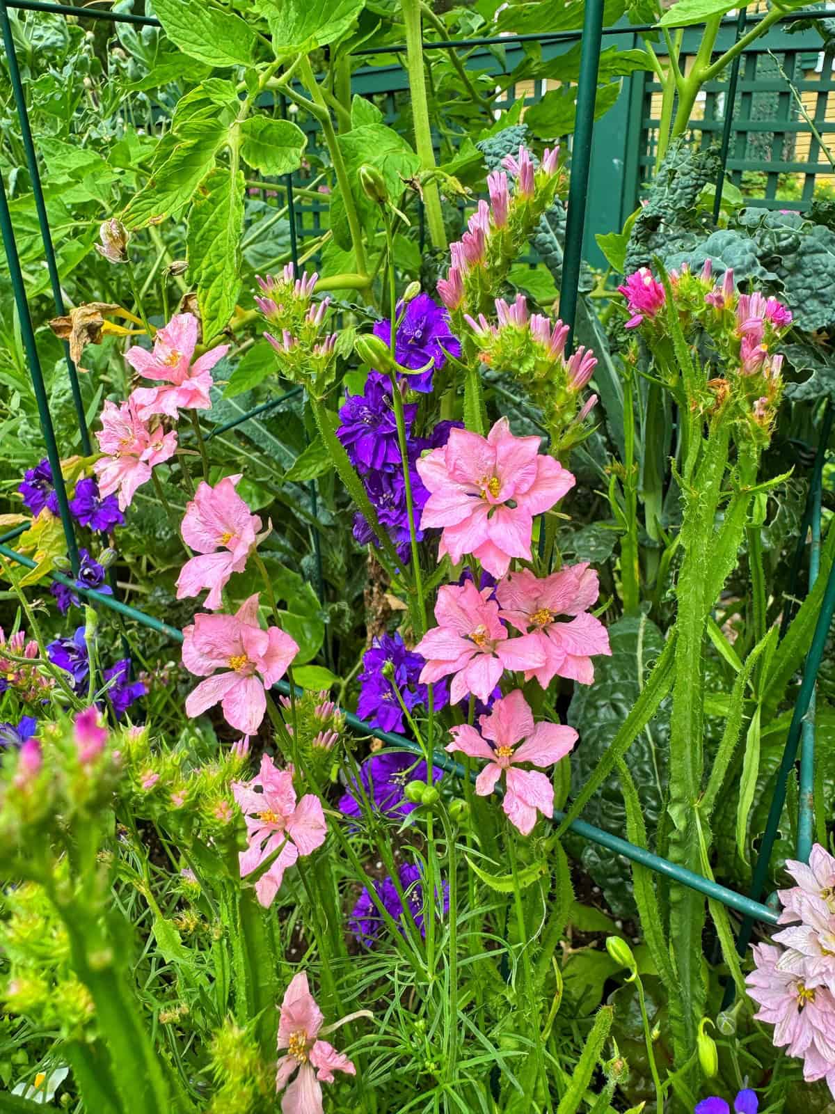 Pink and purple larkspur flowers bloom densely among green leaves, supported by a green metal garden trellis. The background is filled with lush, vibrant foliage.