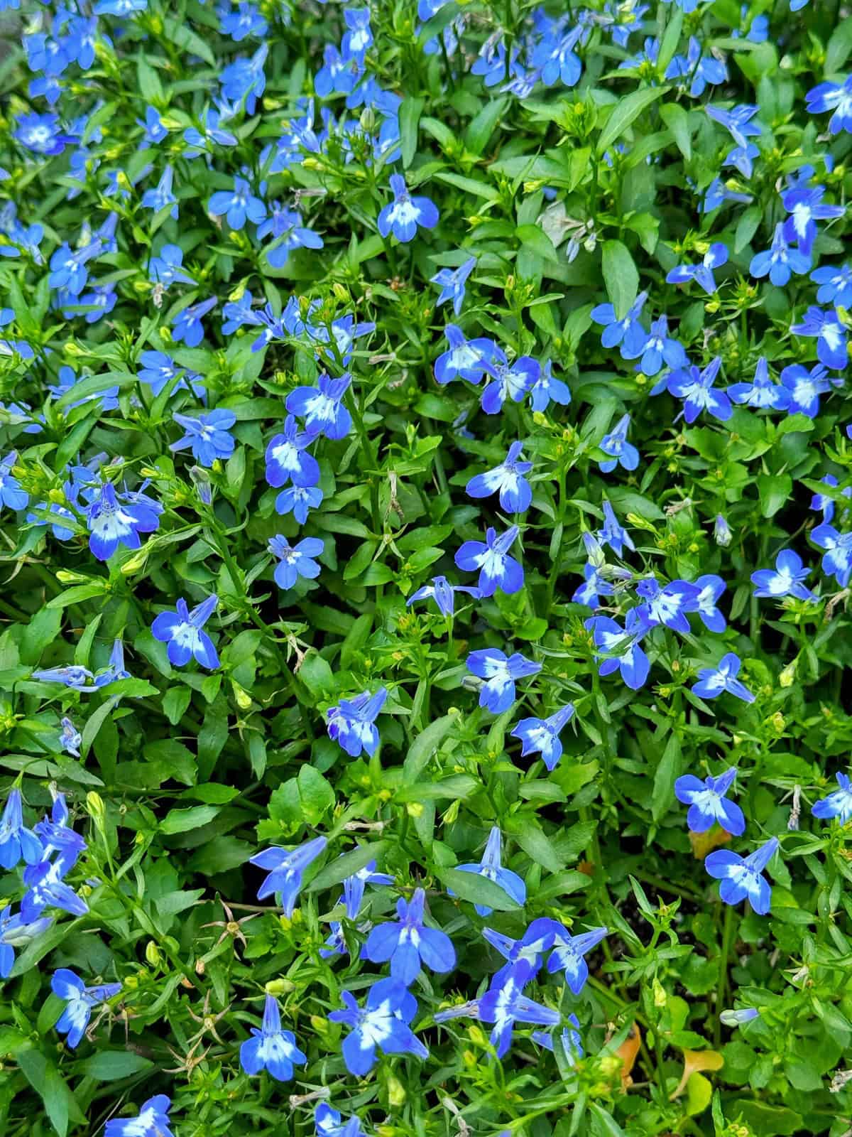 A dense cluster of small, vibrant blue flowers with green leaves fills the image, creating a lush, colorful ground cover.