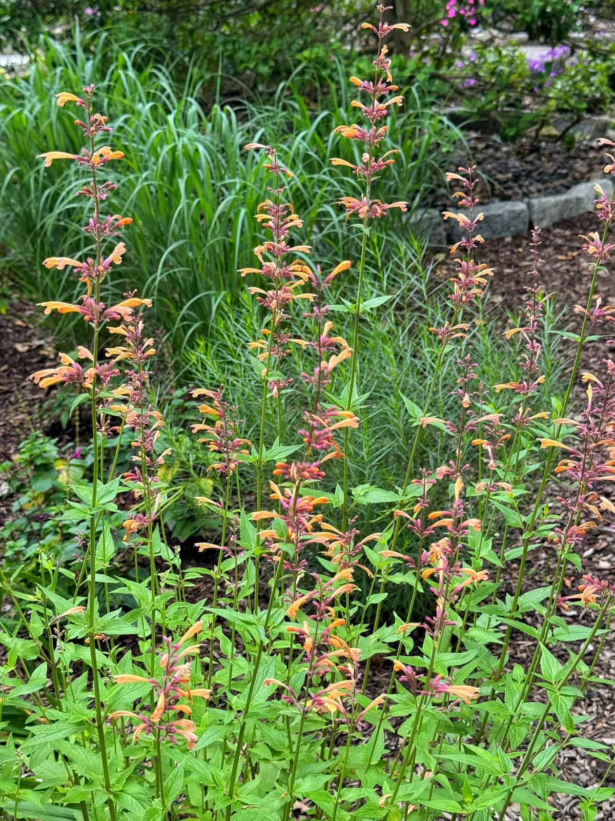Tall stems of orange and pink flowers grow in a garden bed, surrounded by green leafy plants and bordered by mulch and stone edging in the background.