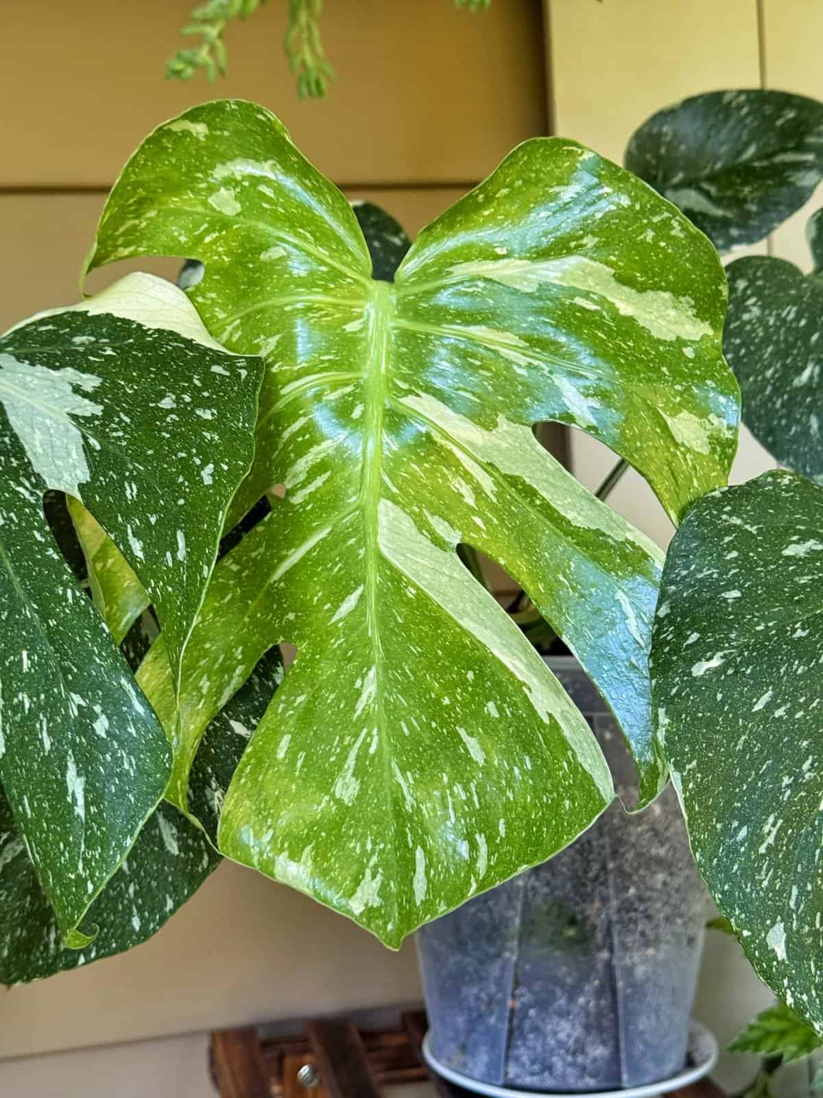 Large, mottled green and white Monstera leaf with distinctive splits, surrounded by other variegated leaves, growing in a clear plastic pot on a wooden surface.
