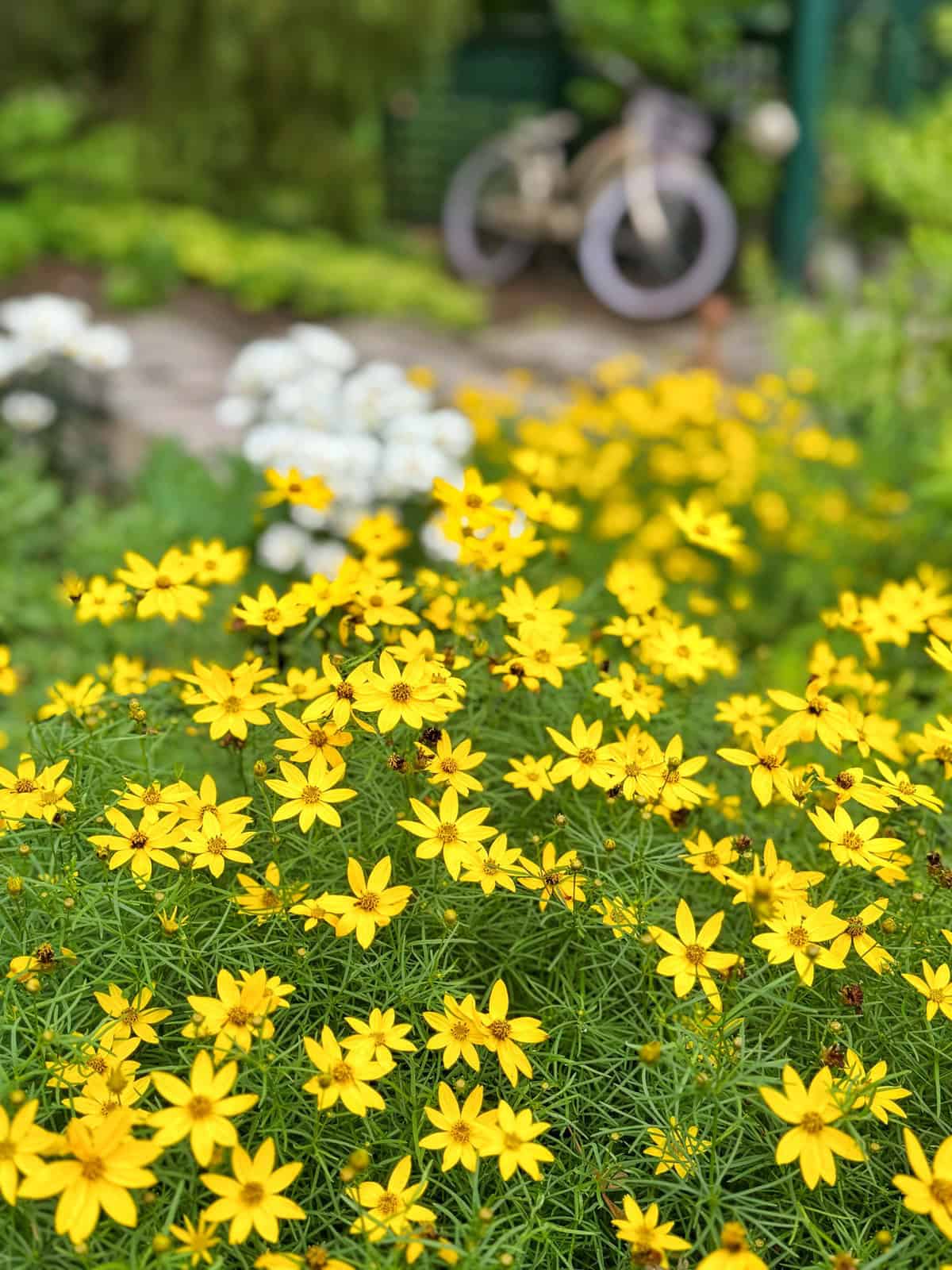 A cluster of bright yellow flowers fills the foreground, with a blurred background showing a white bicycle and green foliage in a garden setting.