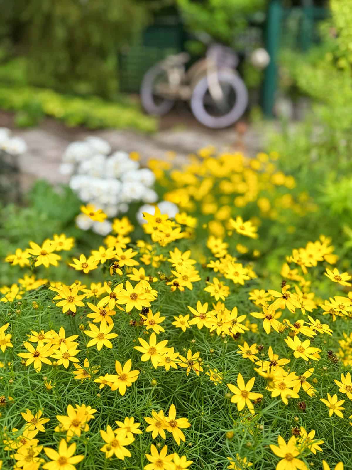 A cluster of vibrant yellow flowers in sharp focus fills the foreground, with a blurred background showing a white bicycle and white flowers in a lush green garden.