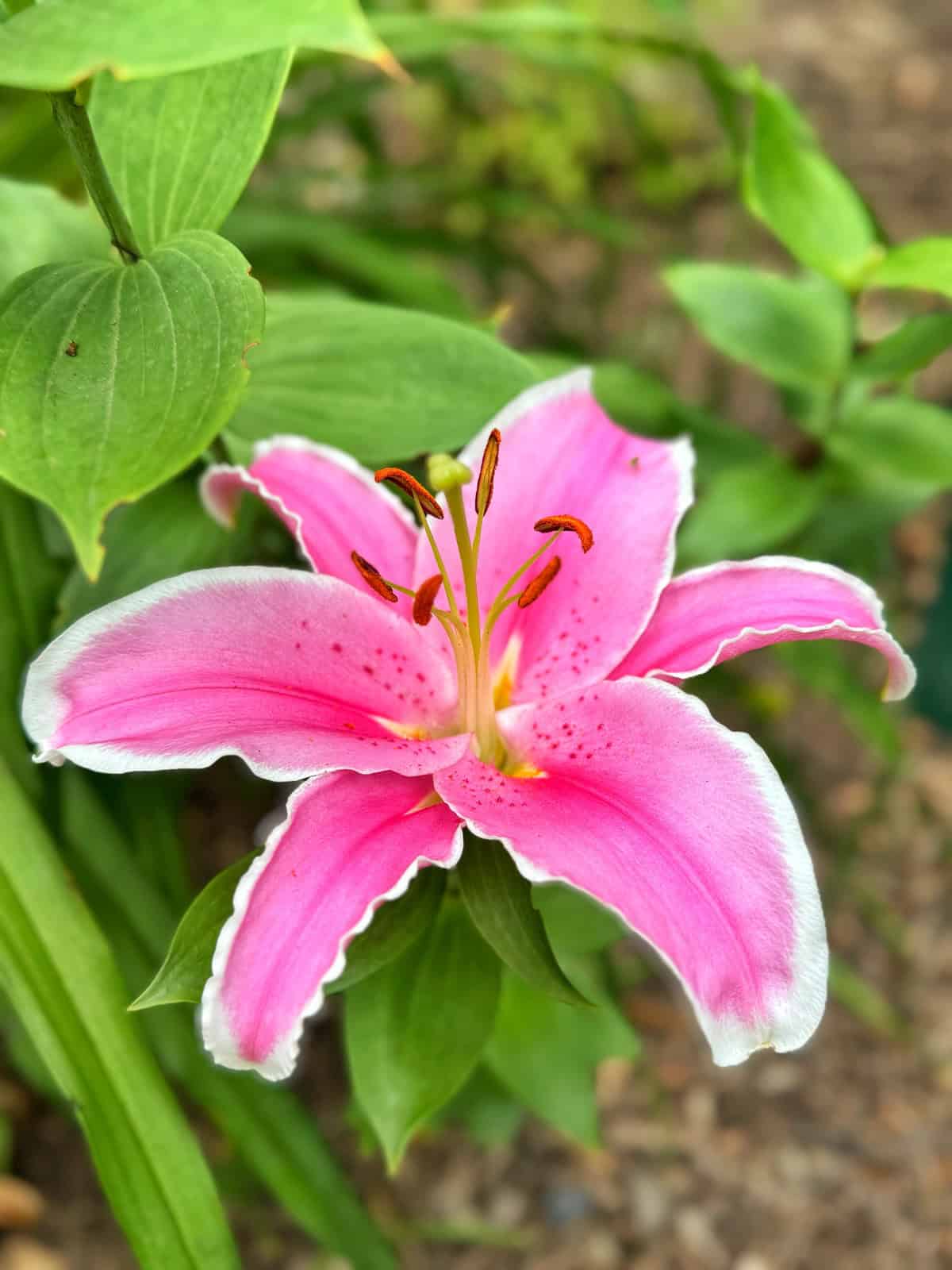 A vibrant pink lily with white-edged petals and visible orange stamens blooms among green leaves in a garden setting.