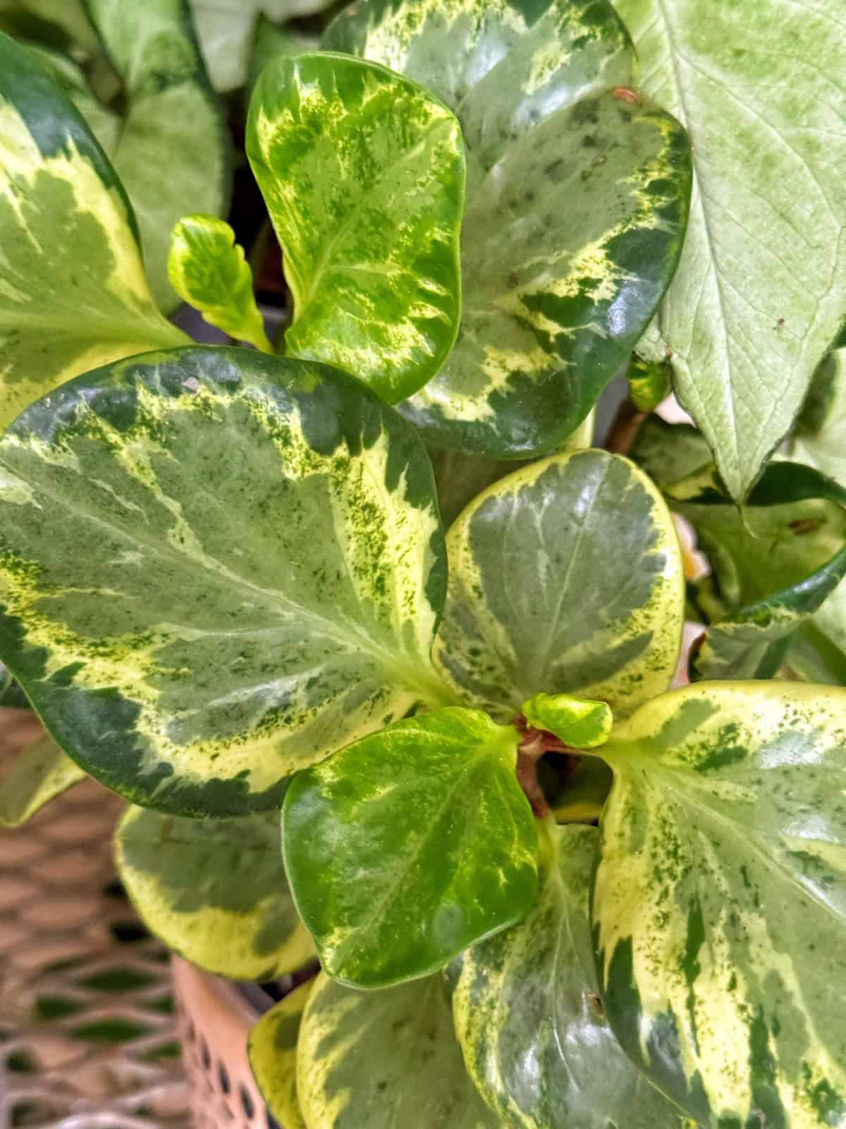 Close-up of lush green leaves with yellow variegated edges, showing a waxy texture and vibrant patterns. The background features more foliage, creating a dense, natural appearance.