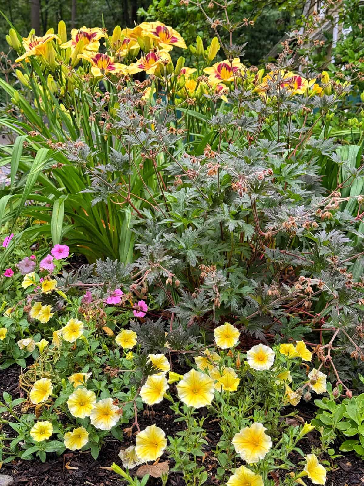 A vibrant garden bed with yellow petunias in the foreground, pink petunias and leafy green plants in the middle, and tall yellow daylilies with red centers blooming in the background.