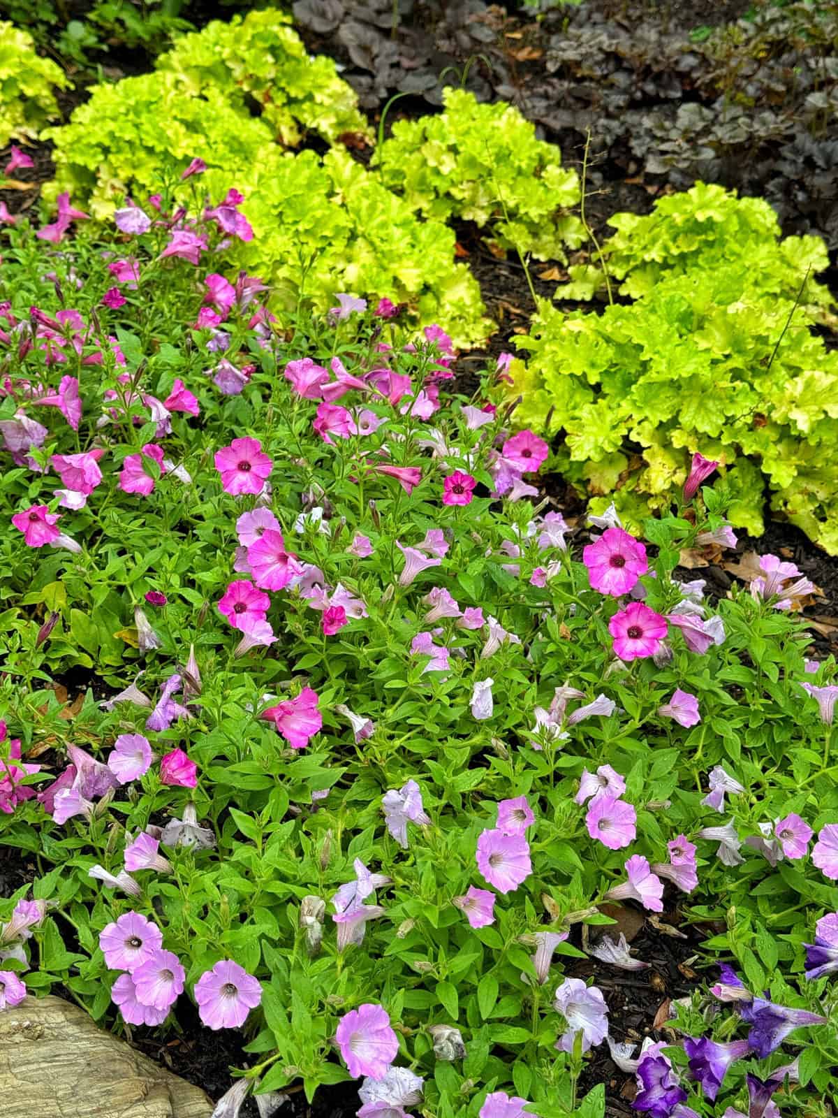 A vibrant flower bed with clusters of bright green leafy plants in the background and blooming pink and purple petunias in the foreground. The scene is lush and colorful, set outdoors in a garden.