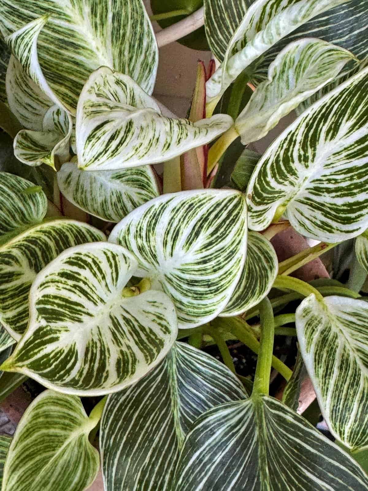 A close-up of lush Philodendron Birkin leaves with striking white and green variegation, featuring bold, striped patterns on the heart-shaped foliage.