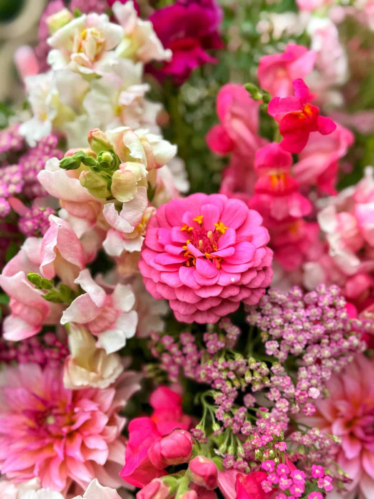 A close-up of a vibrant bouquet featuring pink zinnias, snapdragons, and other assorted pink and white flowers with lush green foliage in the background.