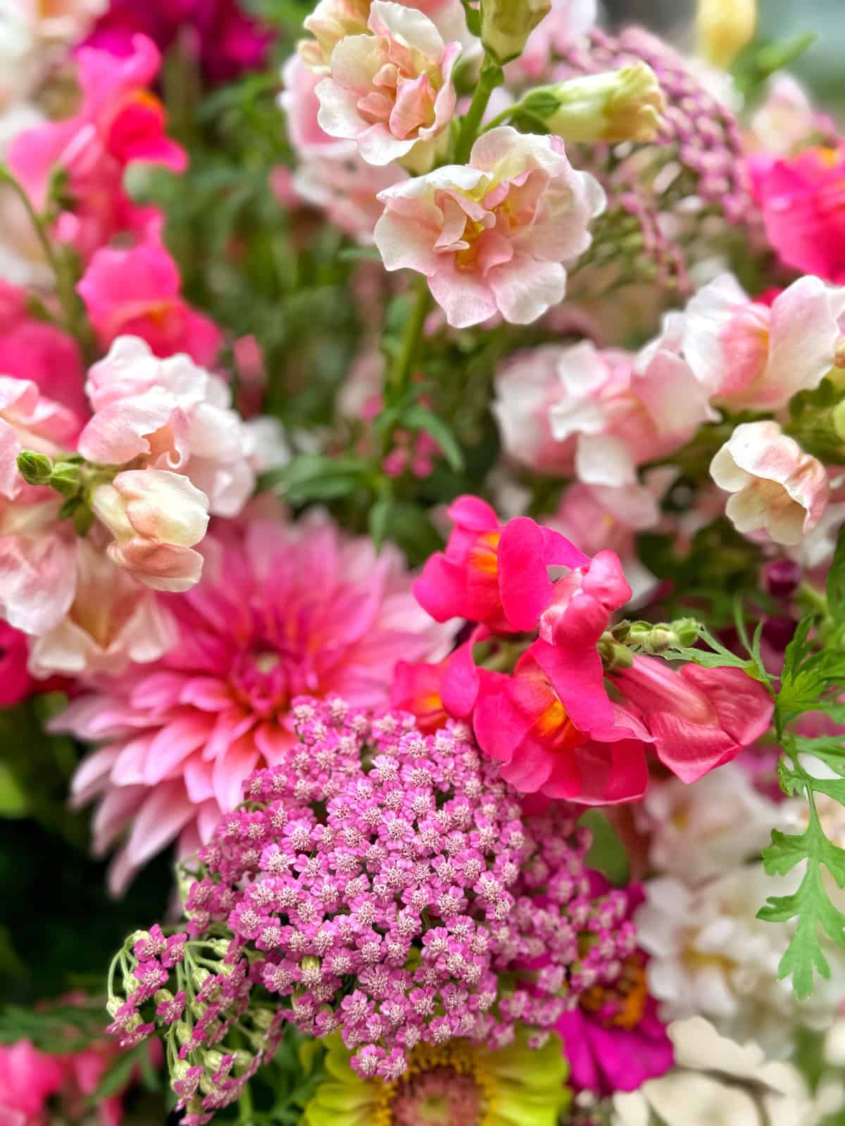 A close-up of a colorful bouquet featuring pink snapdragons, pink yarrow, and other assorted flowers with vibrant shades of pink and hints of yellow and green foliage.