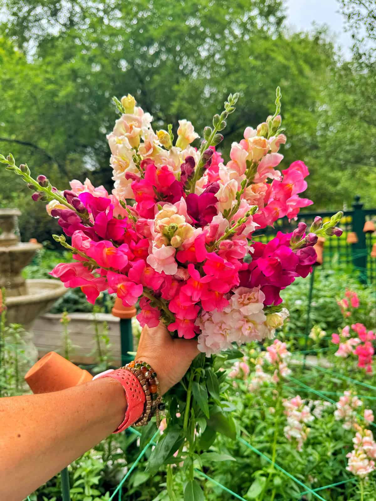 A hand holding a colorful bouquet of pink, white, and magenta snapdragon flowers in a lush garden, with green foliage and a fence in the background.