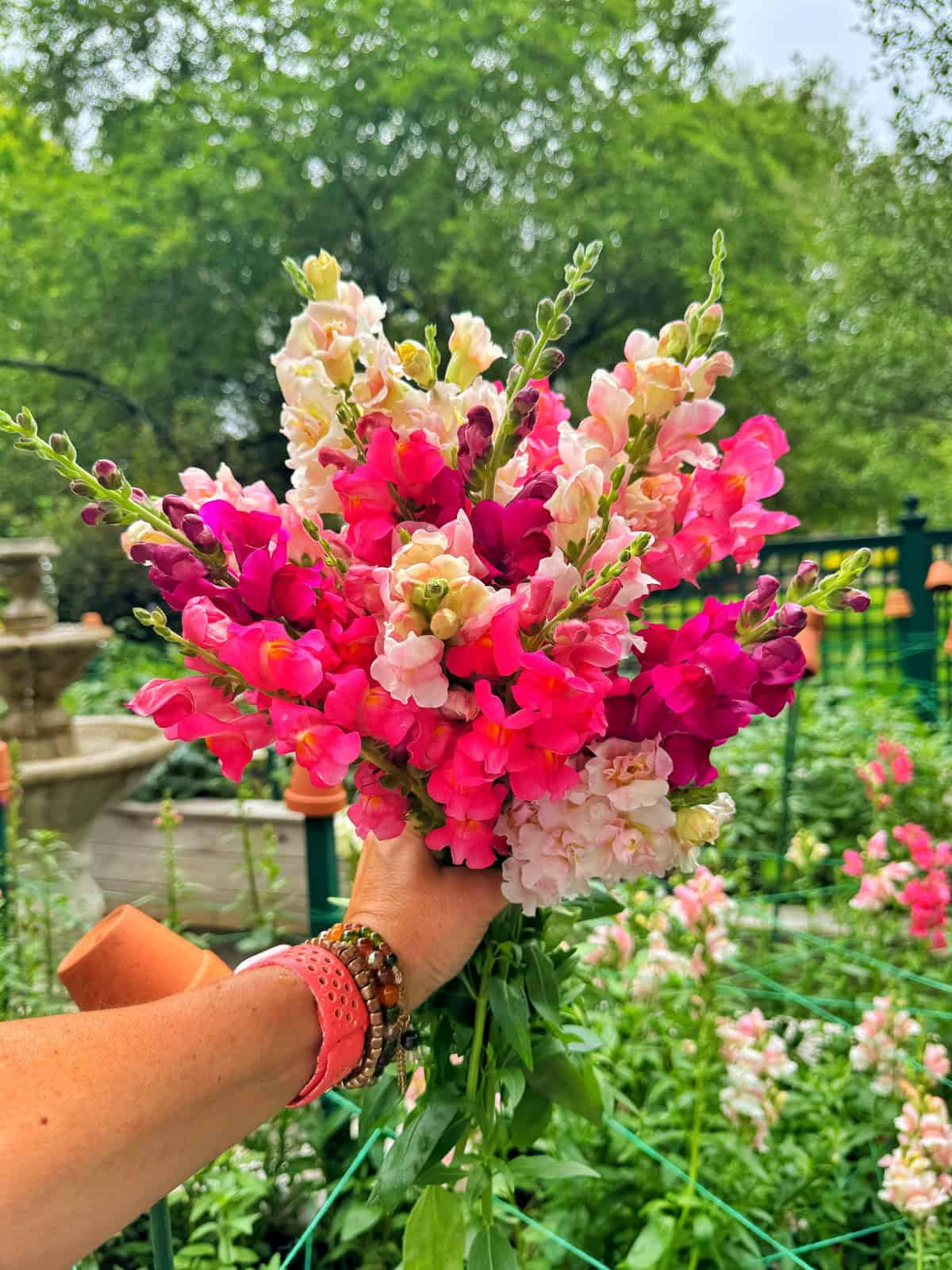 A hand holding a bouquet of vibrant pink, magenta, and pale peach snapdragon flowers in a lush garden with greenery and a fence in the background.