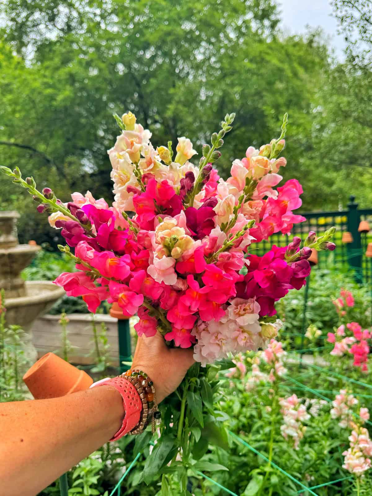 A hand wearing pink and beaded bracelets holds a vibrant bouquet of pink and white snapdragon flowers in a lush garden with green trees in the background.