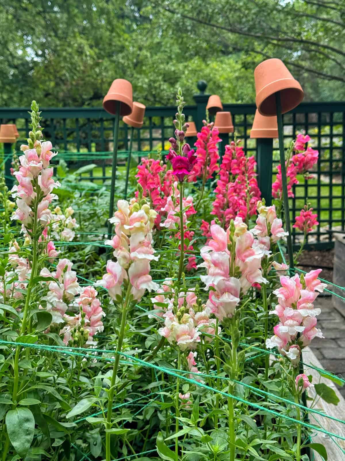 Pink and white snapdragon flowers bloom in a garden bed, surrounded by green foliage. Clay pots are placed upside-down on stakes, and a green trellis fence and trees are visible in the background.