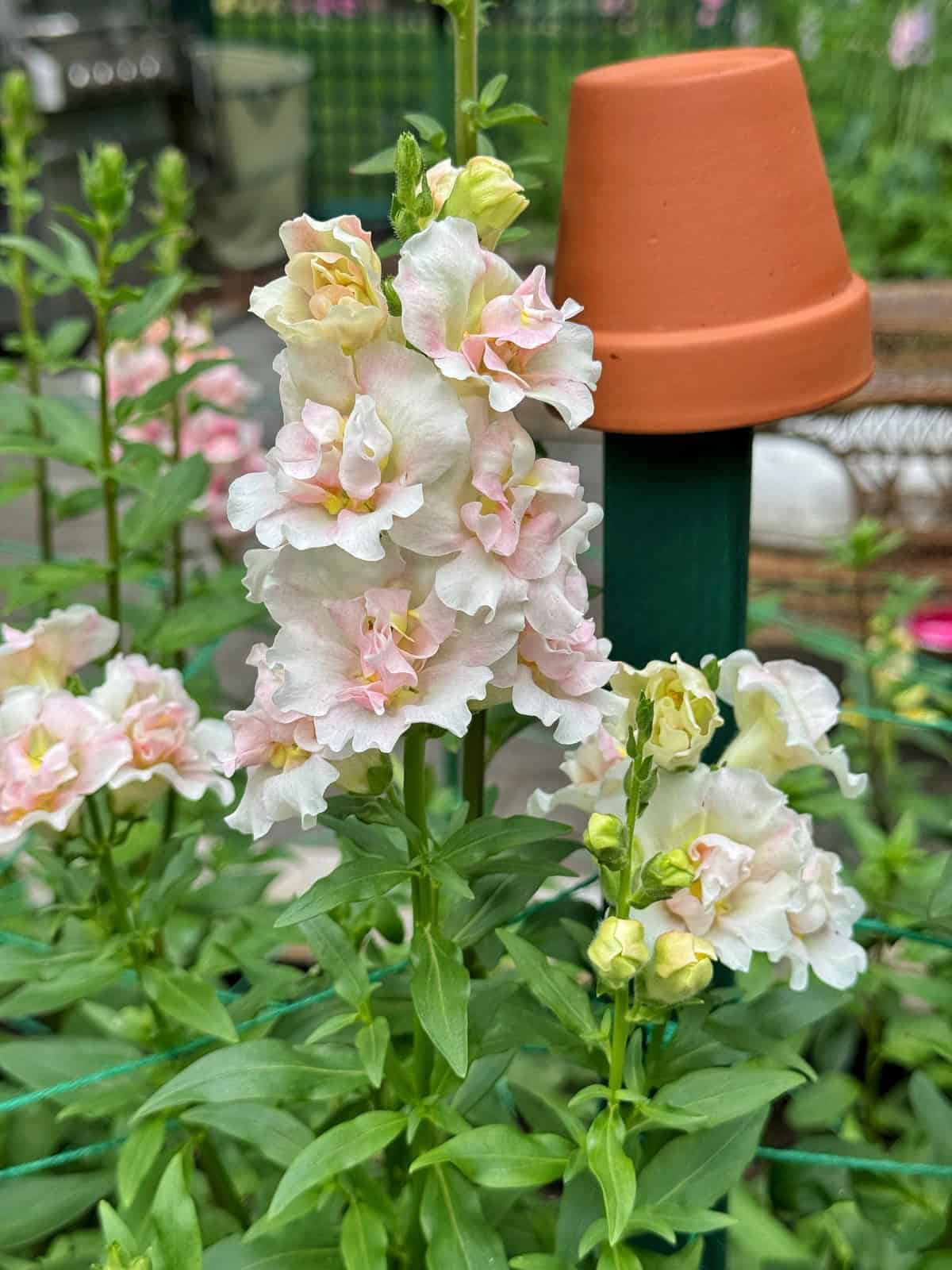 Pale pink snapdragon flowers bloom on a tall green stem in a garden. A small terra cotta pot is placed upside down on a green post in the background, with more leafy plants and blurred garden elements behind.