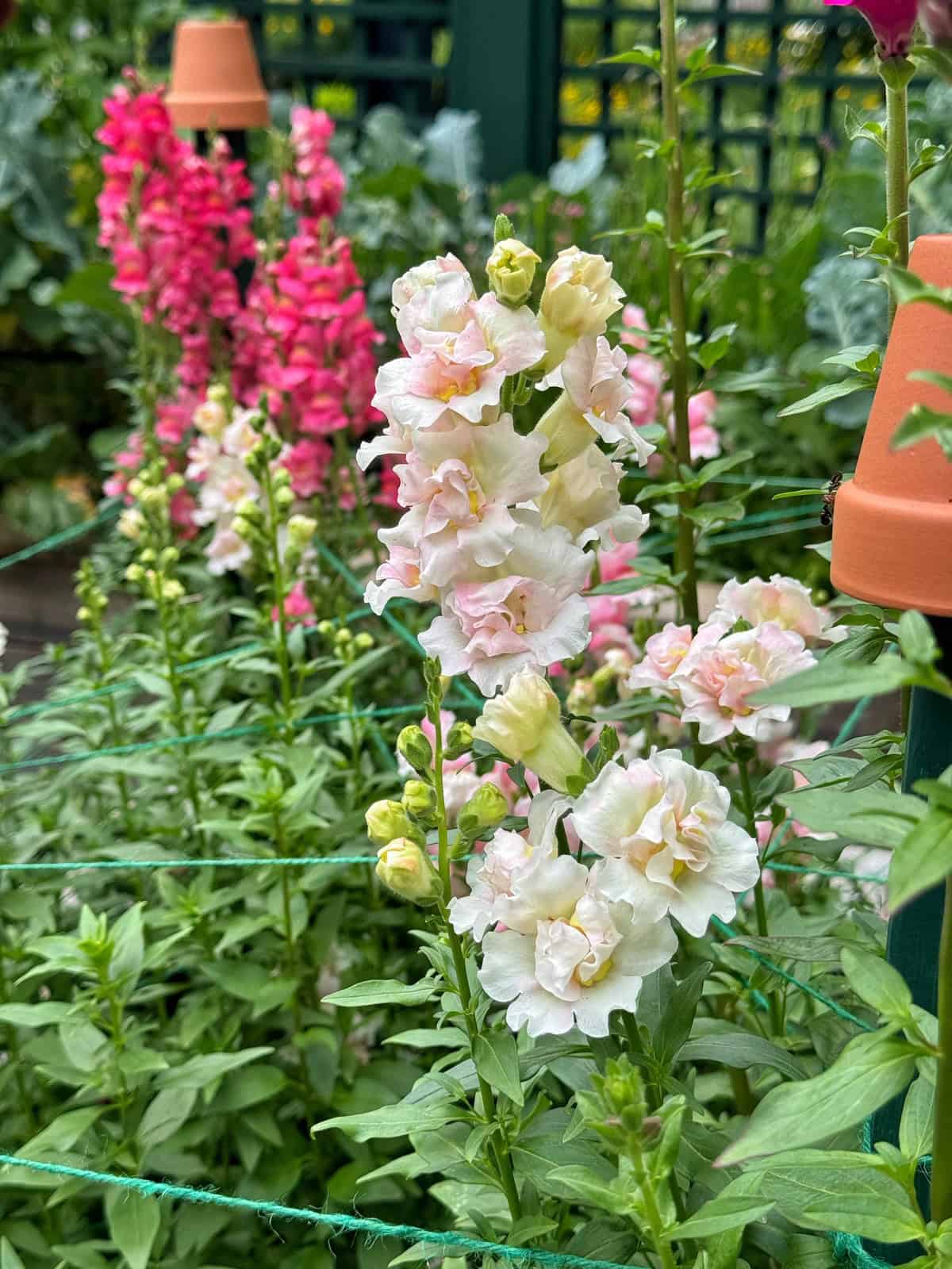 Light pink and white snapdragon flowers in bloom, surrounded by green foliage in a garden. Bright pink snapdragons and terracotta plant markers are visible in the background.