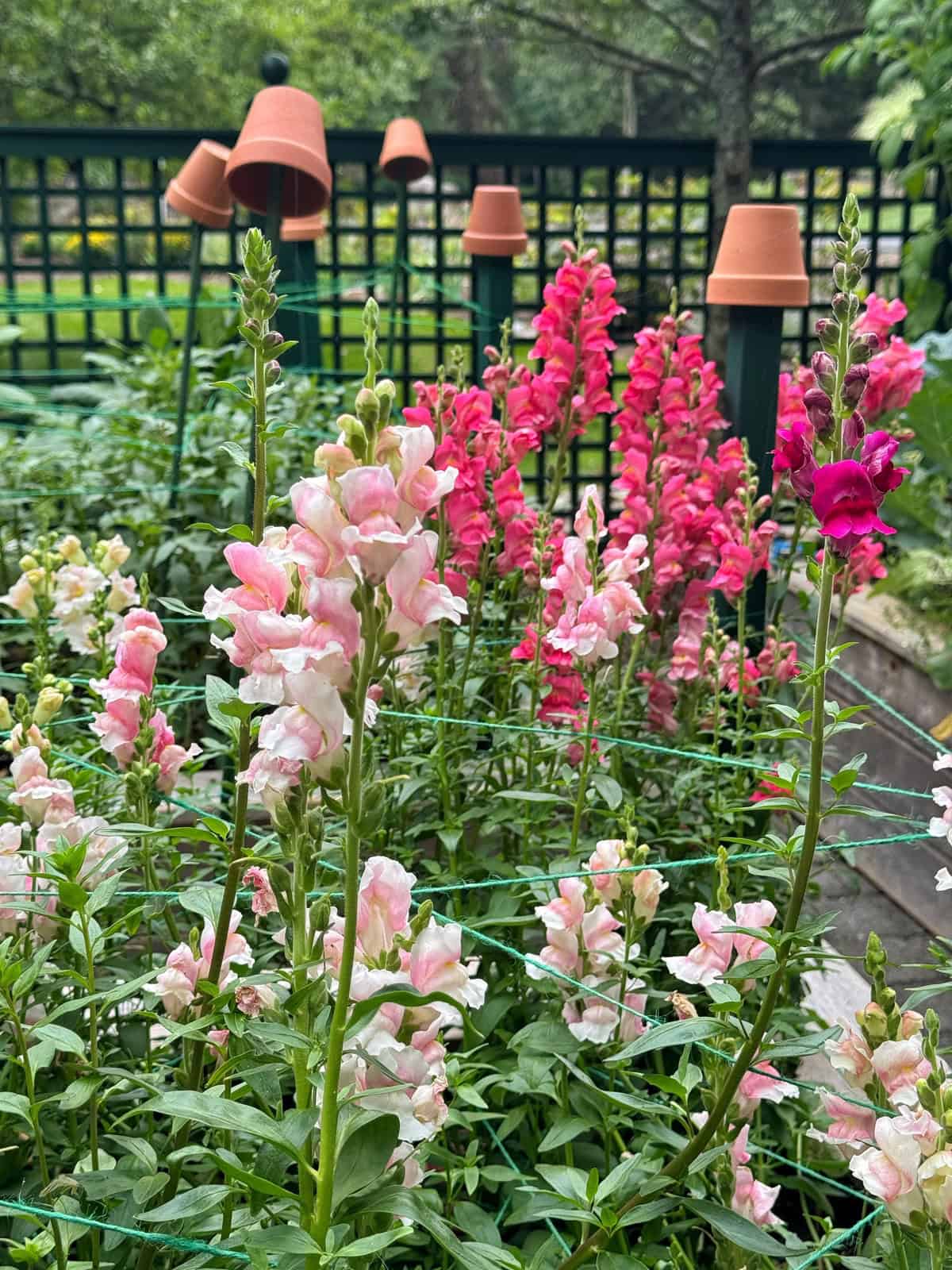 Tall pink and red snapdragon flowers grow in a lush garden, supported by green netting. Clay pots are placed upside down on fence posts, with a green trellis and trees in the background.