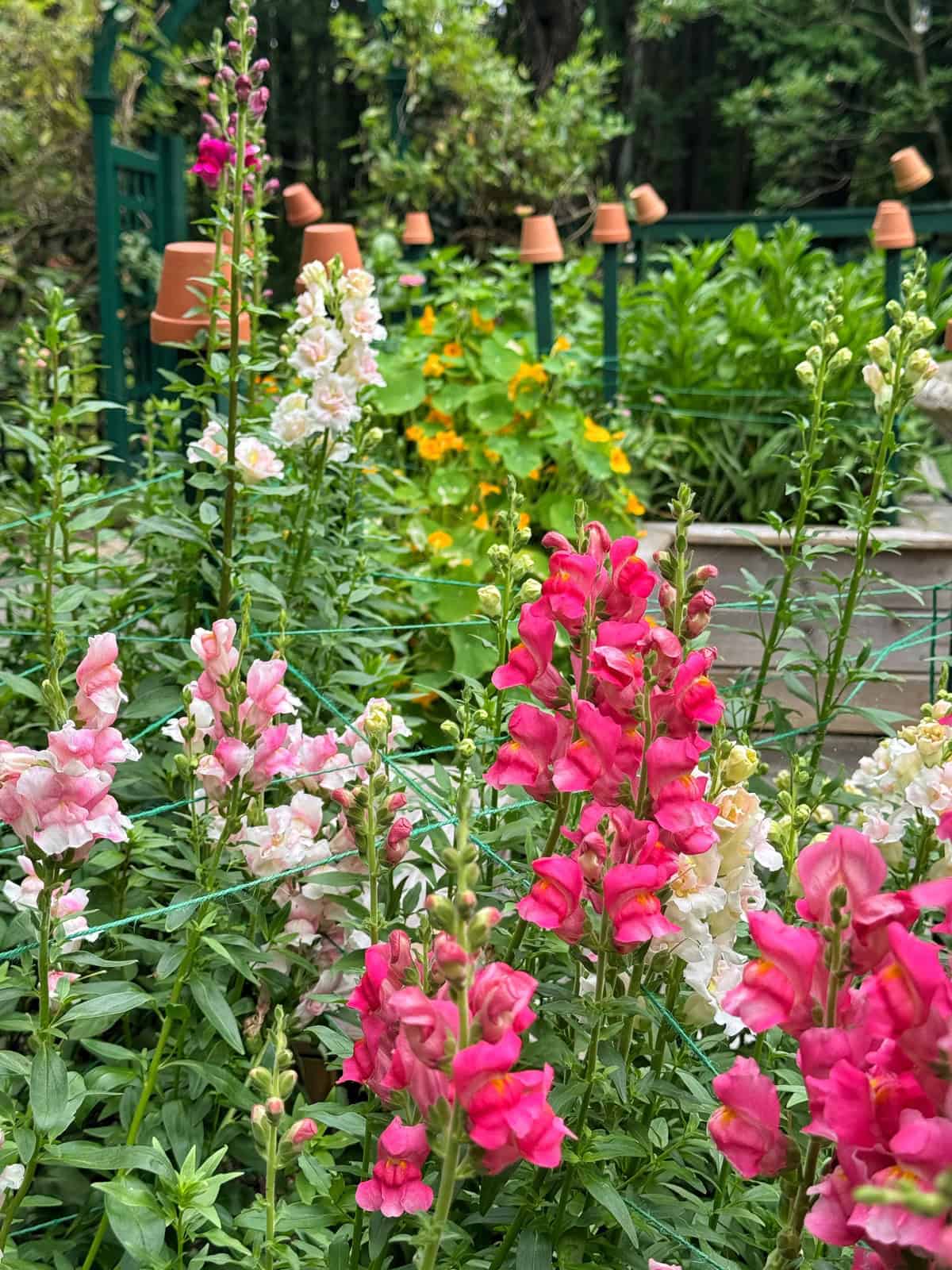 Bright pink and pale snapdragon flowers bloom in the foreground of a lush garden, with green foliage, yellow flowers, and a fence topped with small terracotta pots visible in the background.