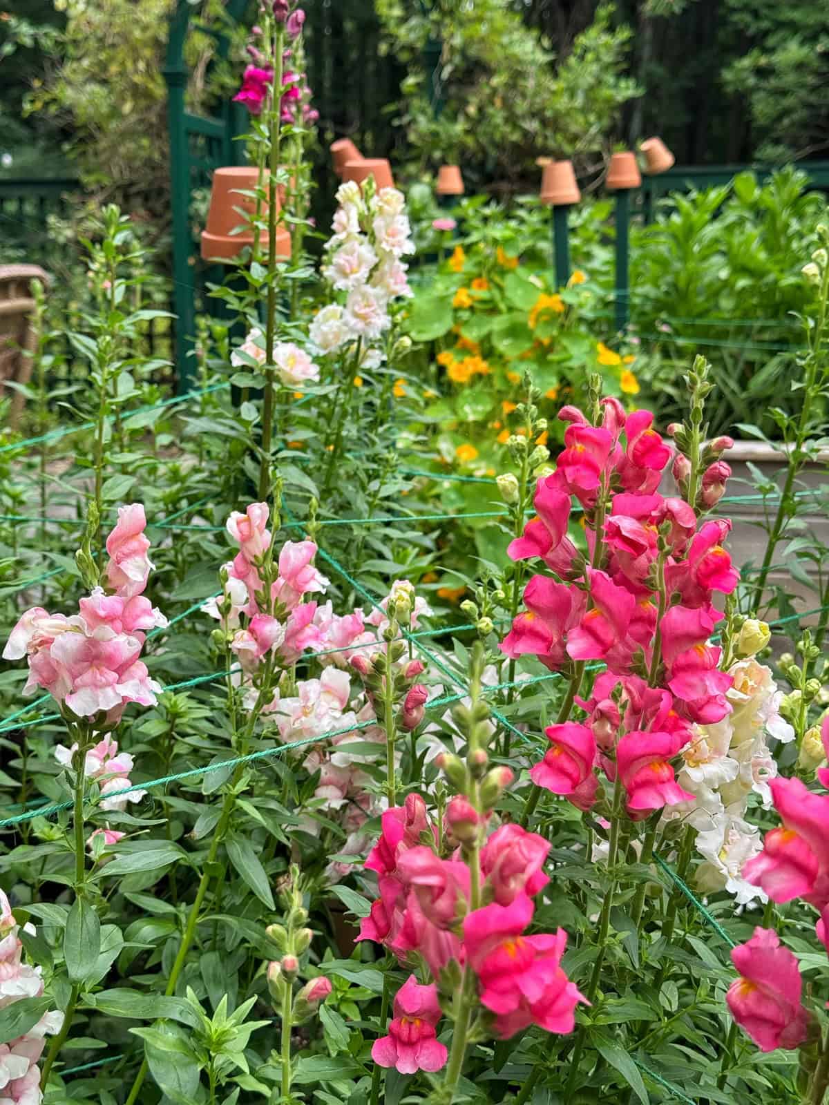 A vibrant garden with blooming snapdragons in shades of pink and white in the foreground, lush green foliage, and yellow flowers in the background. Terracotta pots are arranged upside down on stakes along a fence.