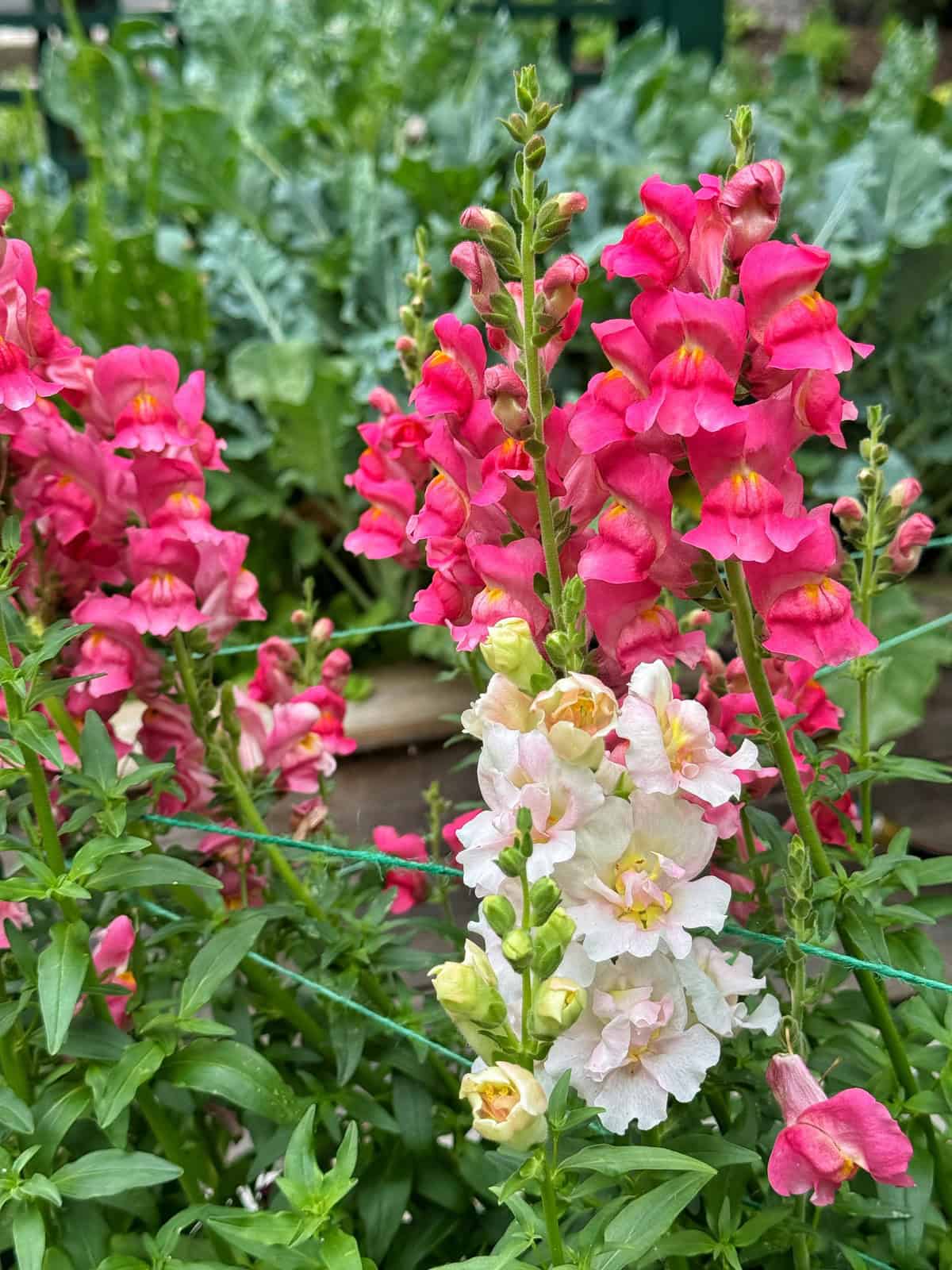 Bright pink and pale white snapdragon flowers bloom amid green foliage in a garden, with leafy vegetable plants visible in the blurred background.
