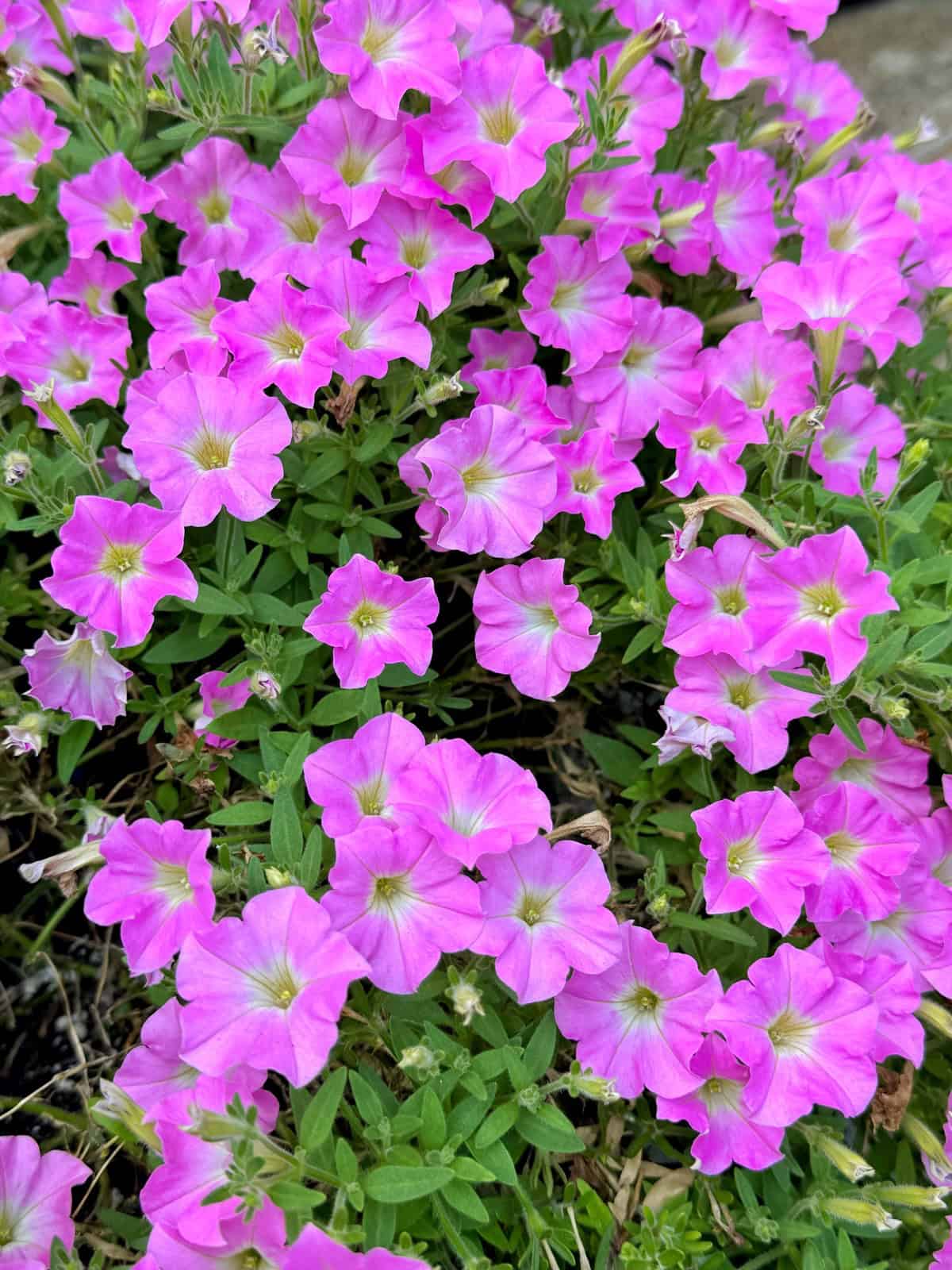 A cluster of bright pink petunia flowers with green leaves fills the image, showcasing numerous blooms closely packed together in a garden setting.