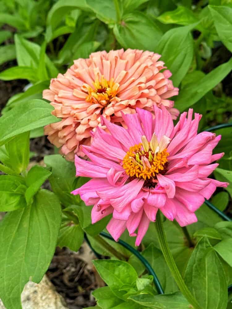 Two blooming zinnia flowers, one light orange and one bright pink, surrounded by green leaves in a garden setting.
